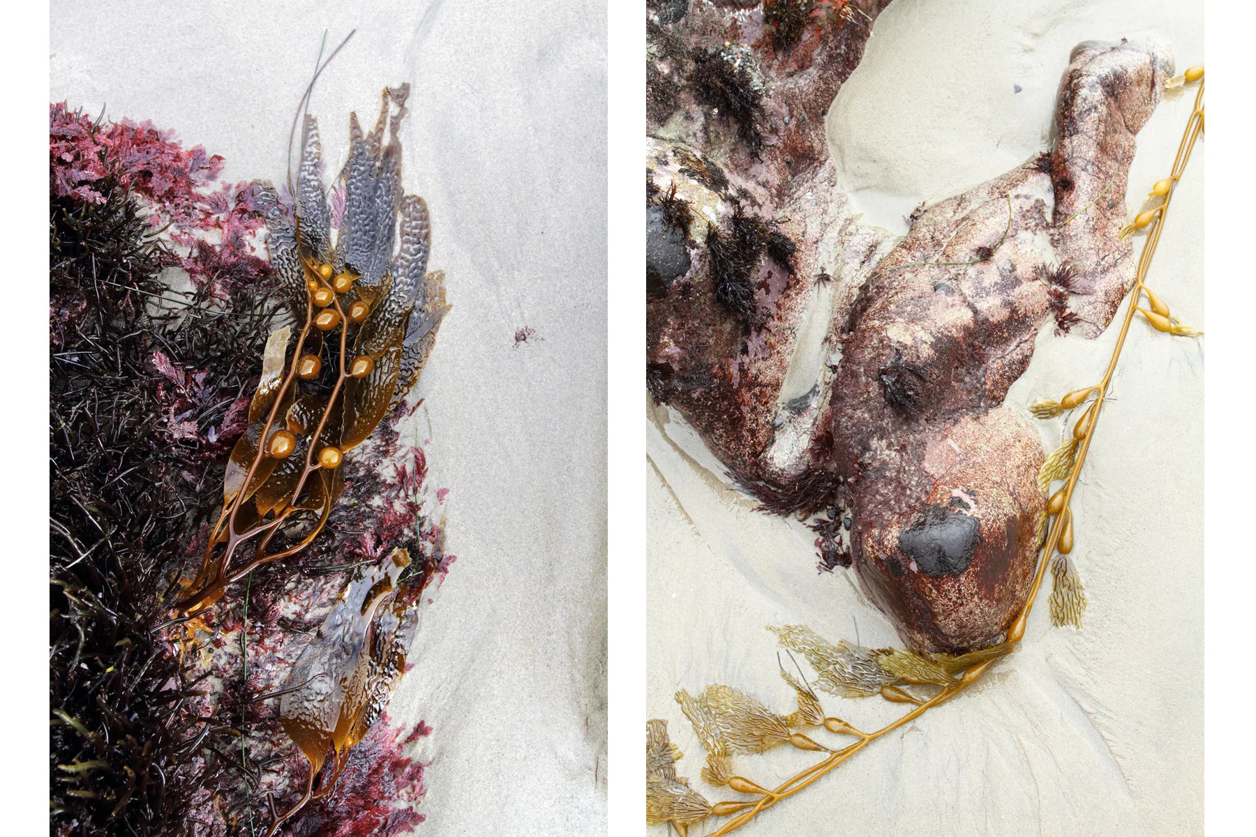 seaweed-flows.jpg