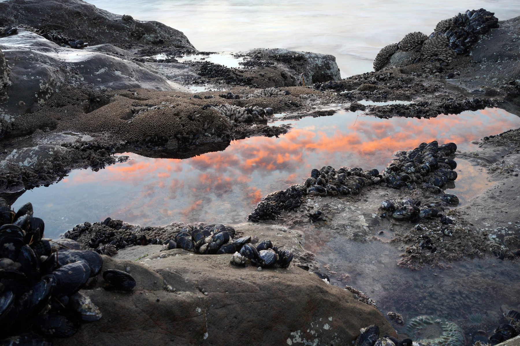 pink-cloud-tidepool-DSC09306.jpg