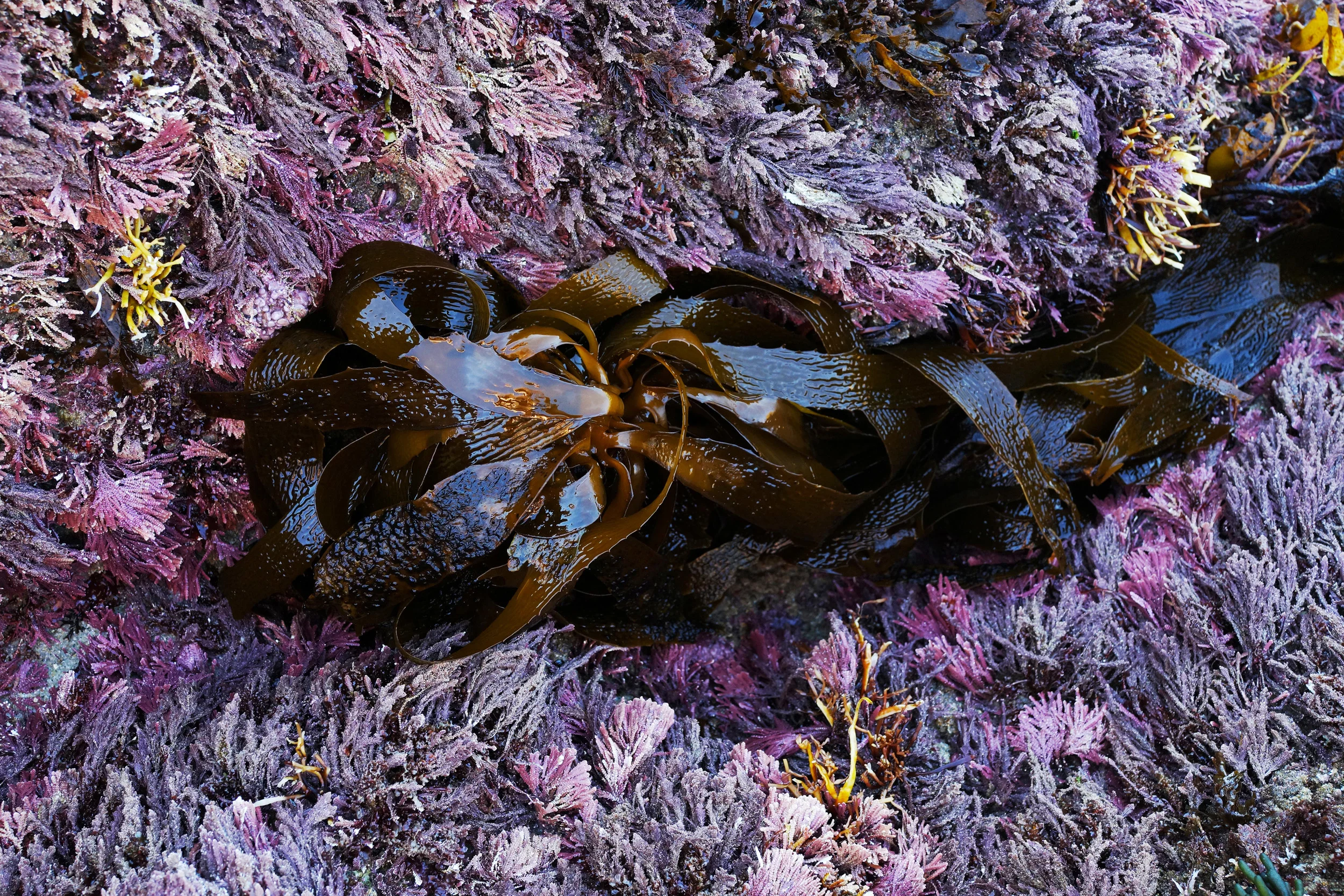 Seaweed-purple.jpg
