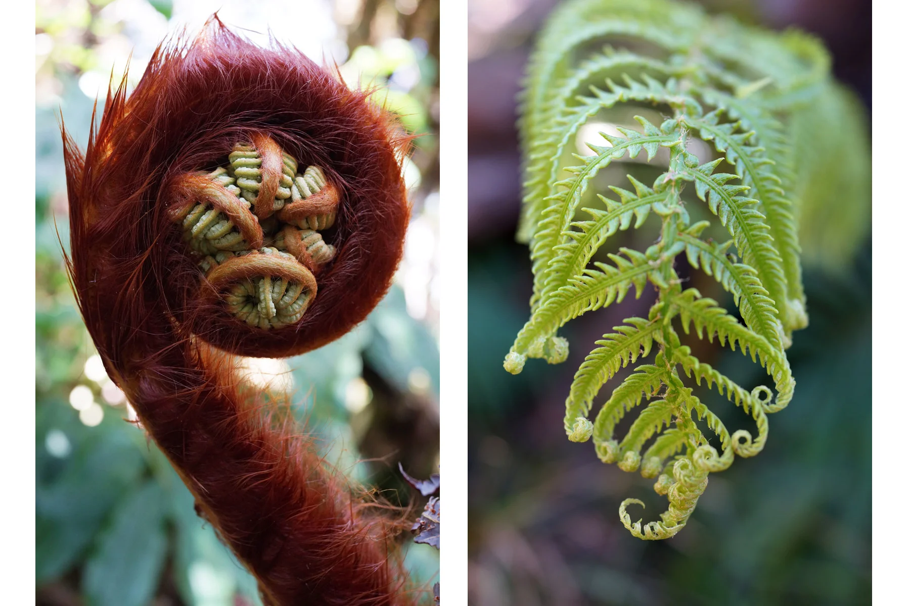 ferns.jpg