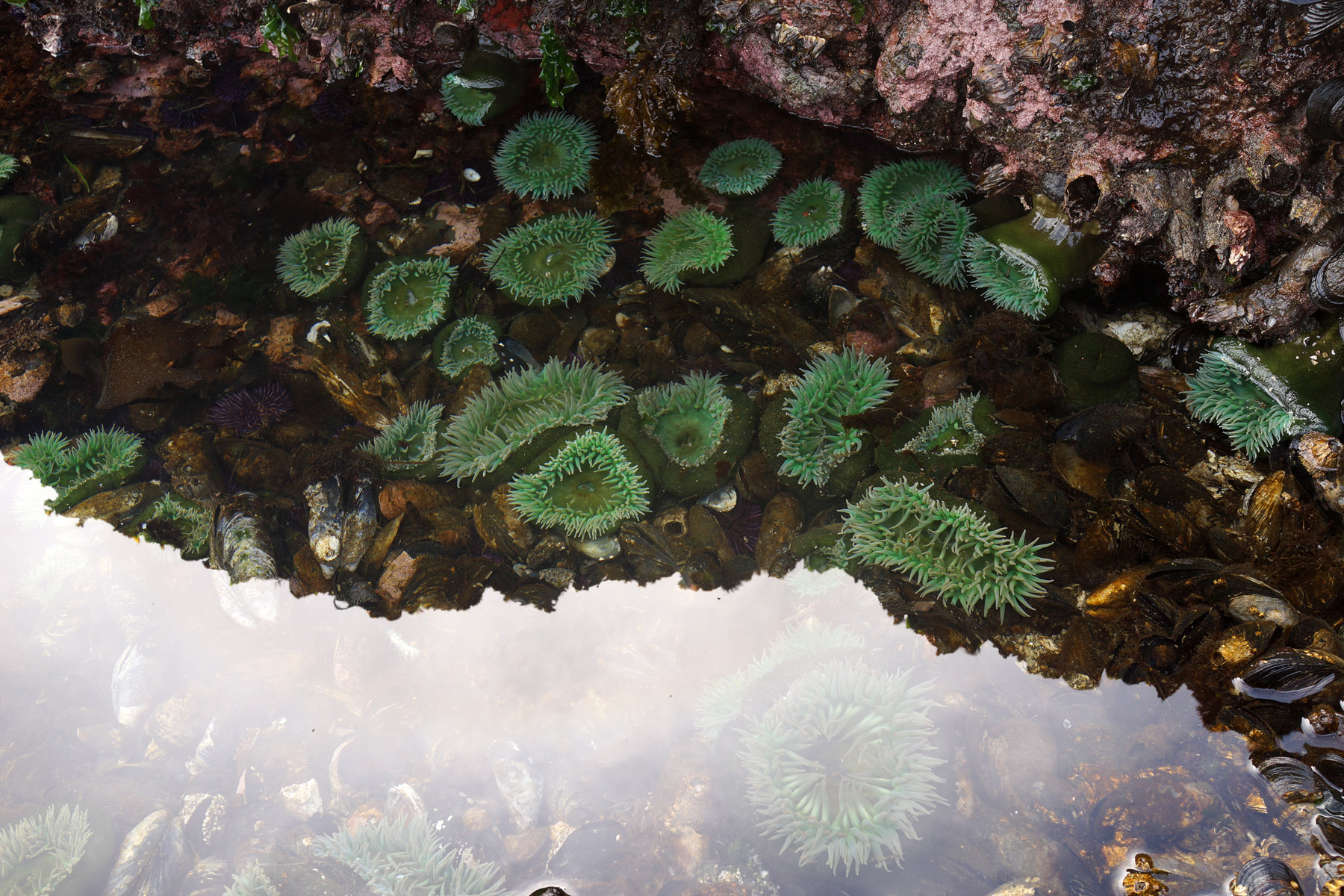 tidepool-anemones-DSC03145.jpg