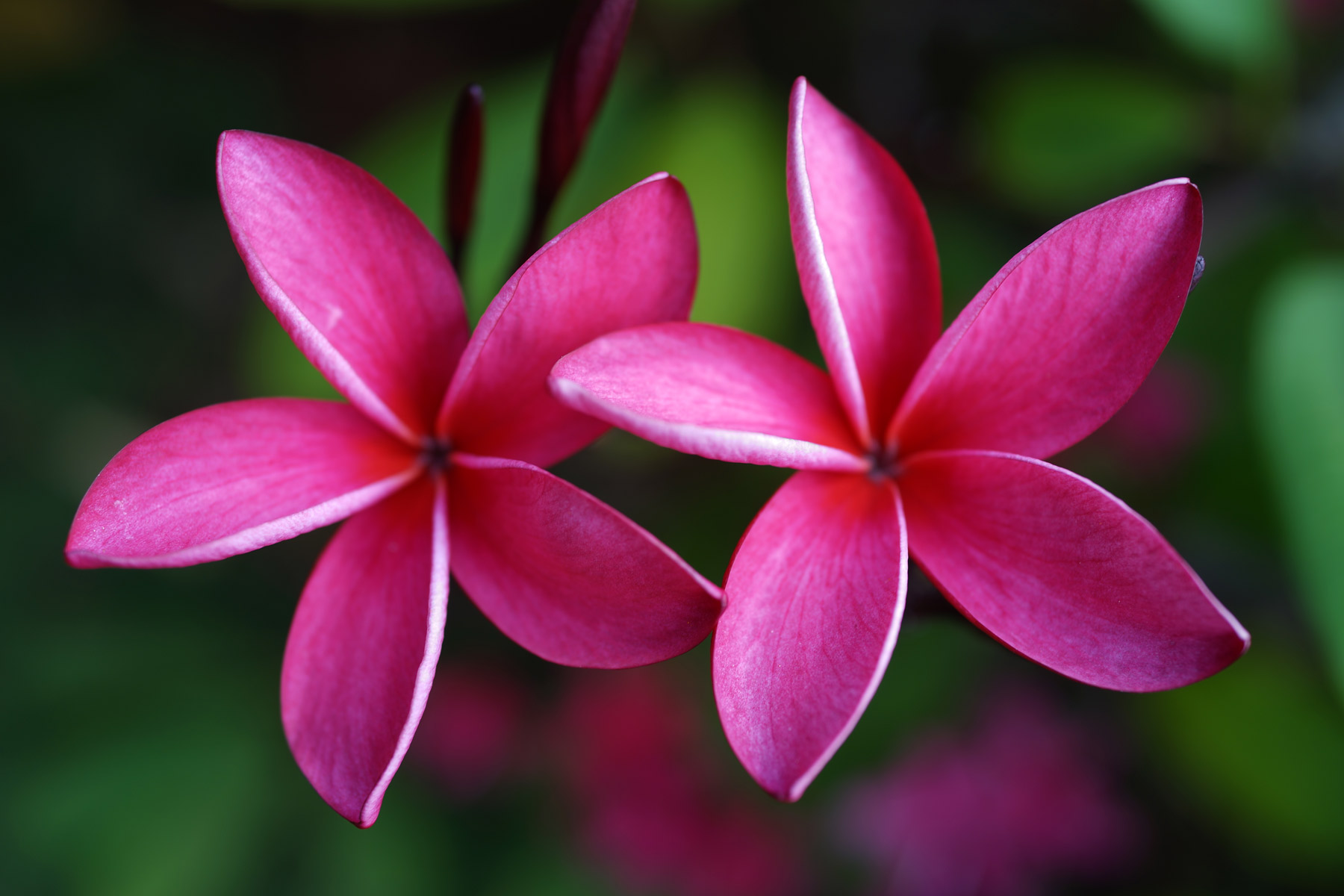 plumerias-DSC01434.jpg