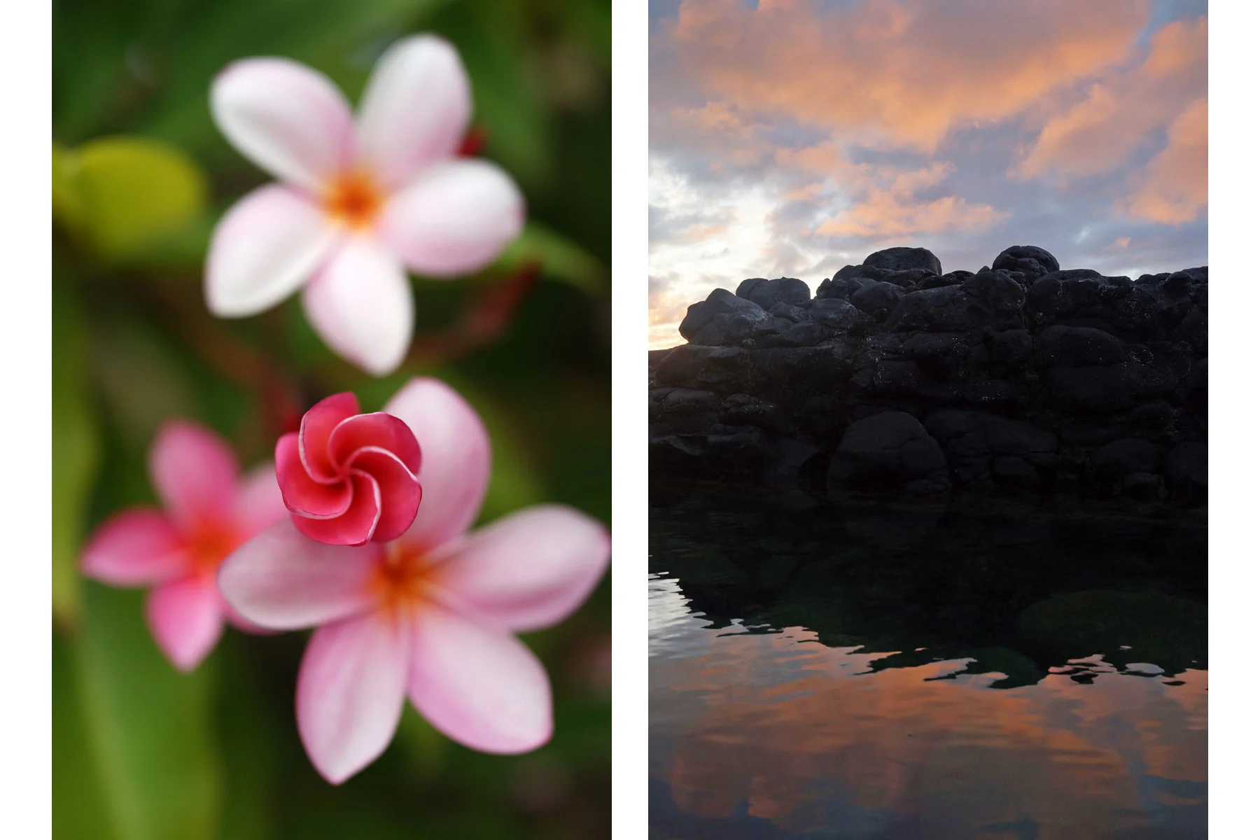 Plumeria-sunset.jpg