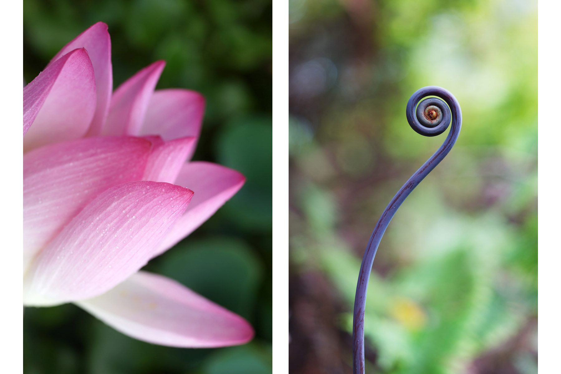 Lotus-Fern-.jpg