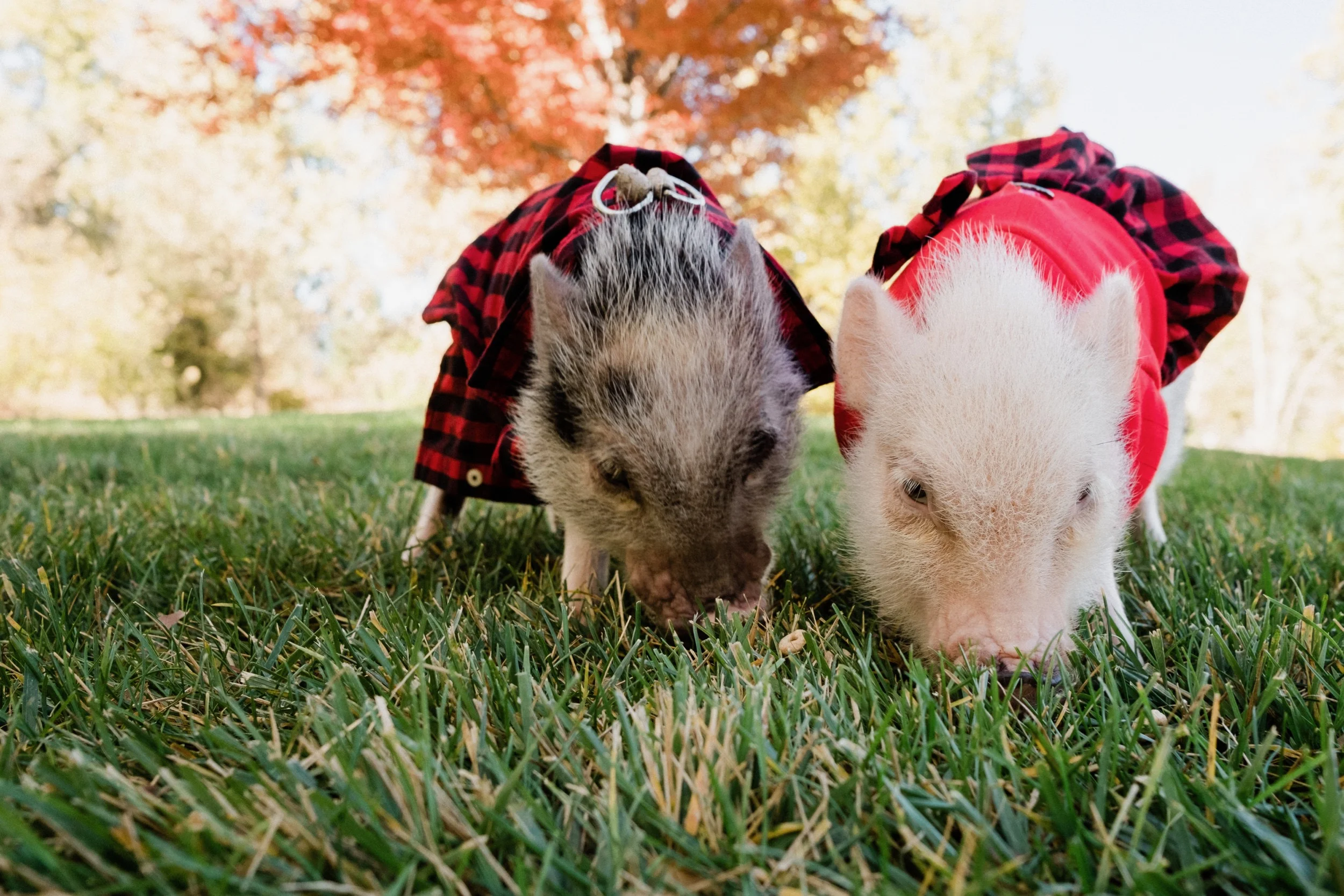 Fall Mini Portraits - 14.jpg