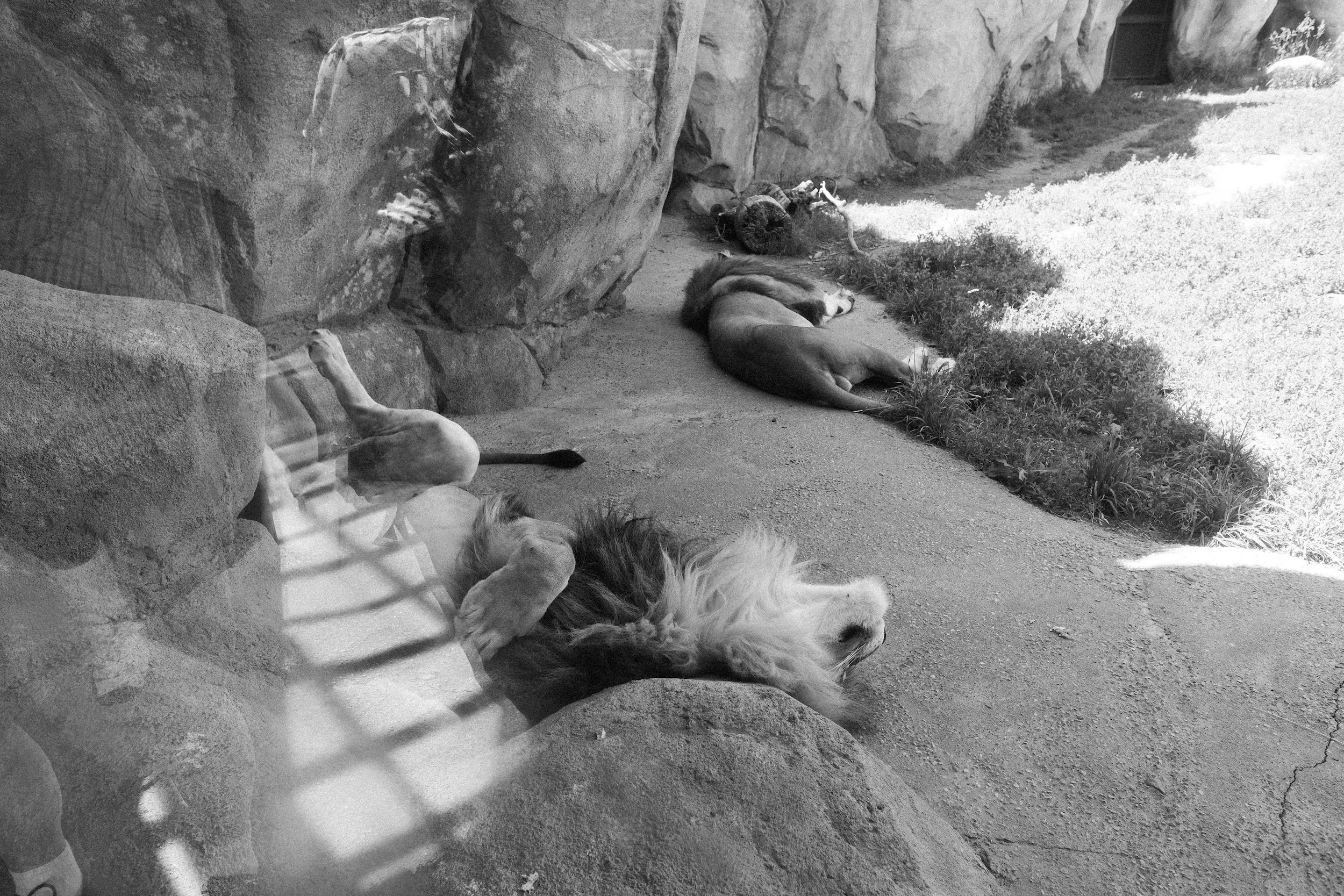The Denver Zoo - 9.jpeg
