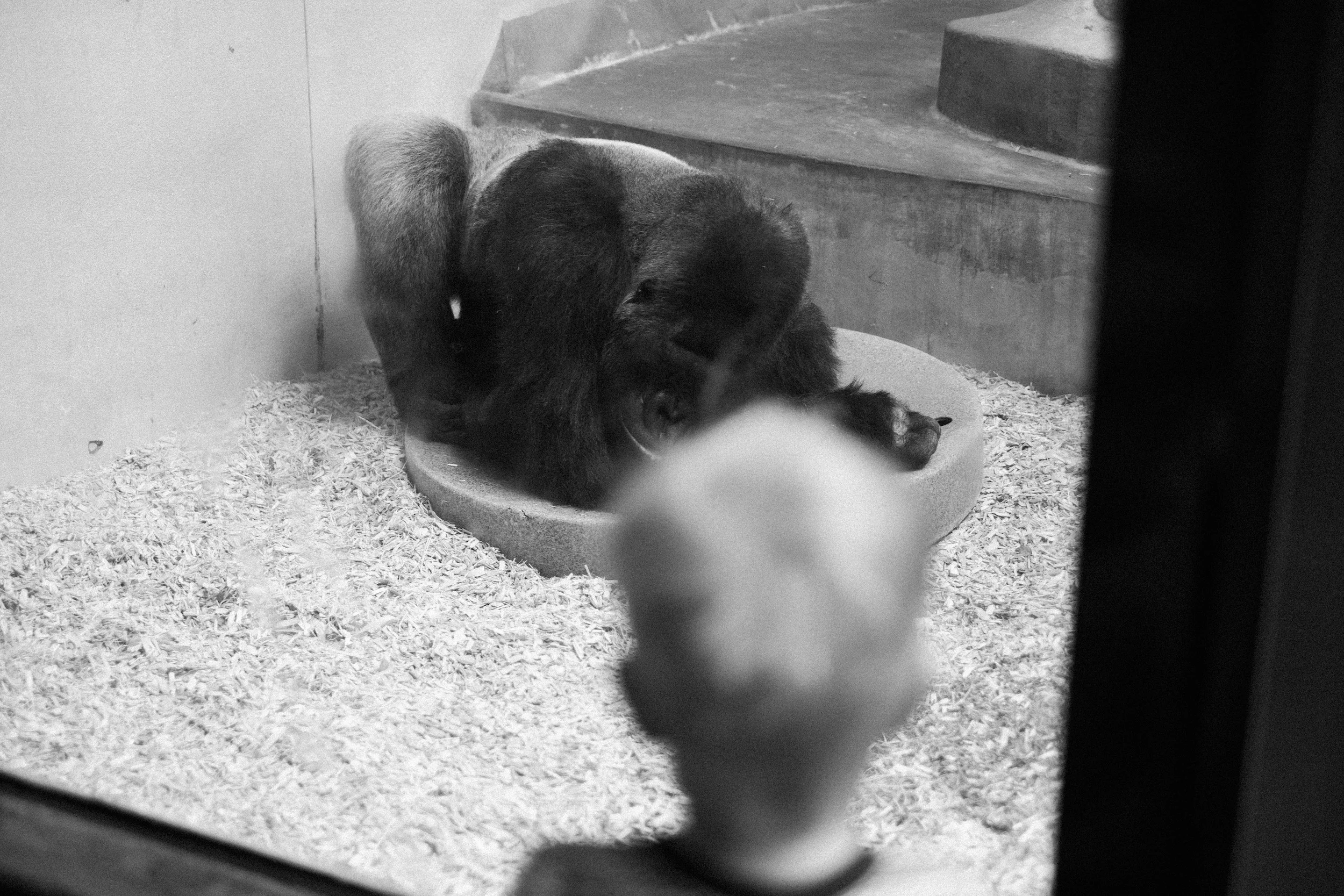 The Denver Zoo - 18.jpeg