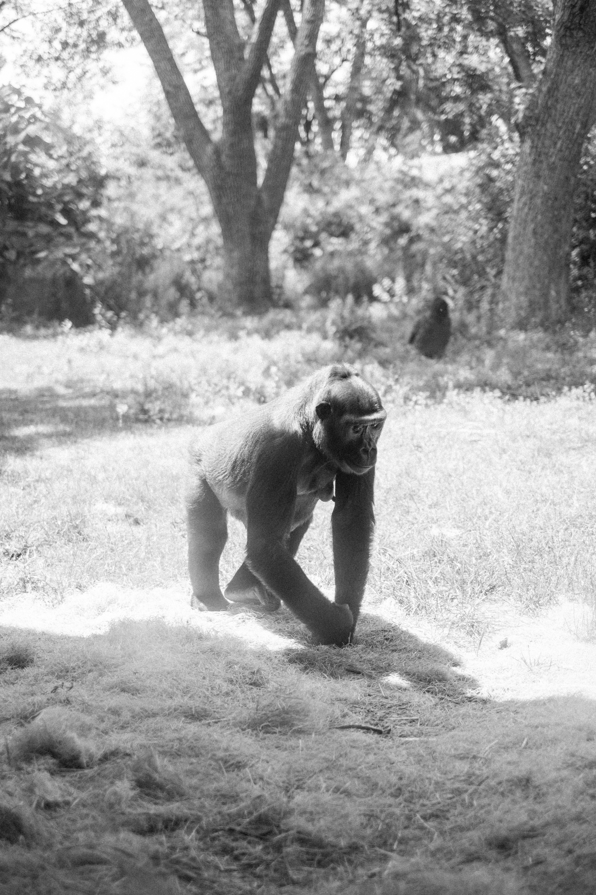 The Denver Zoo - 37.jpeg