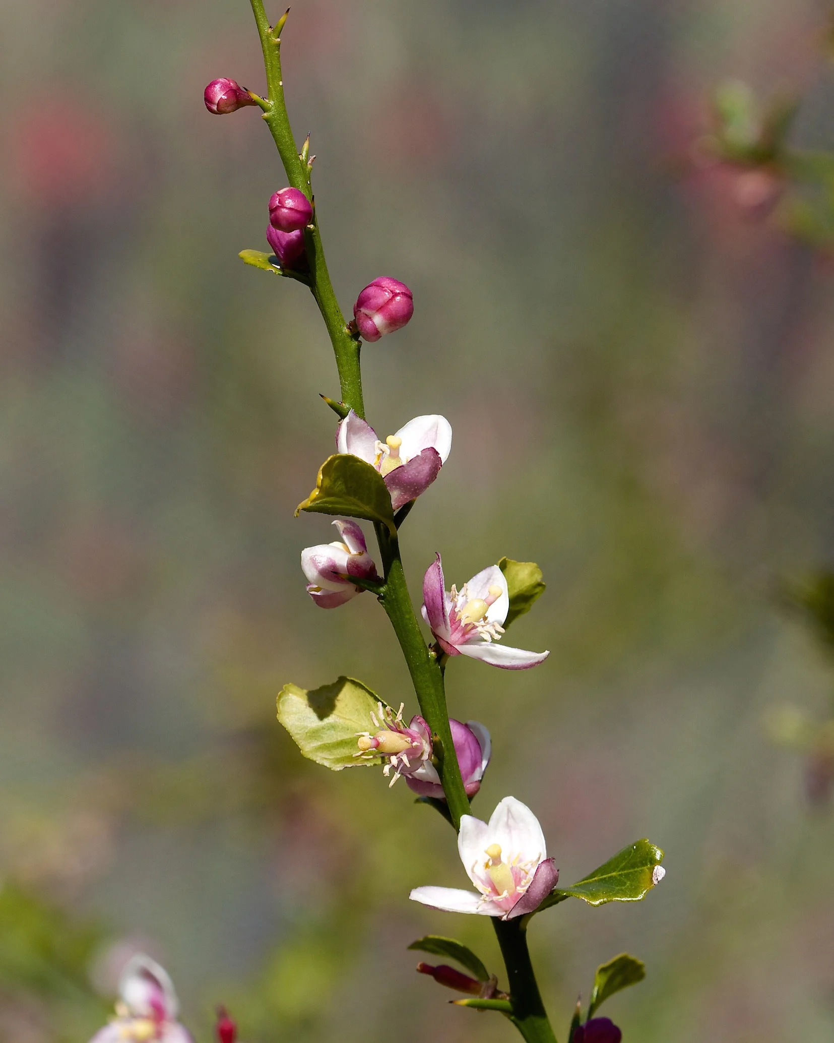 _MG_9770.jpg