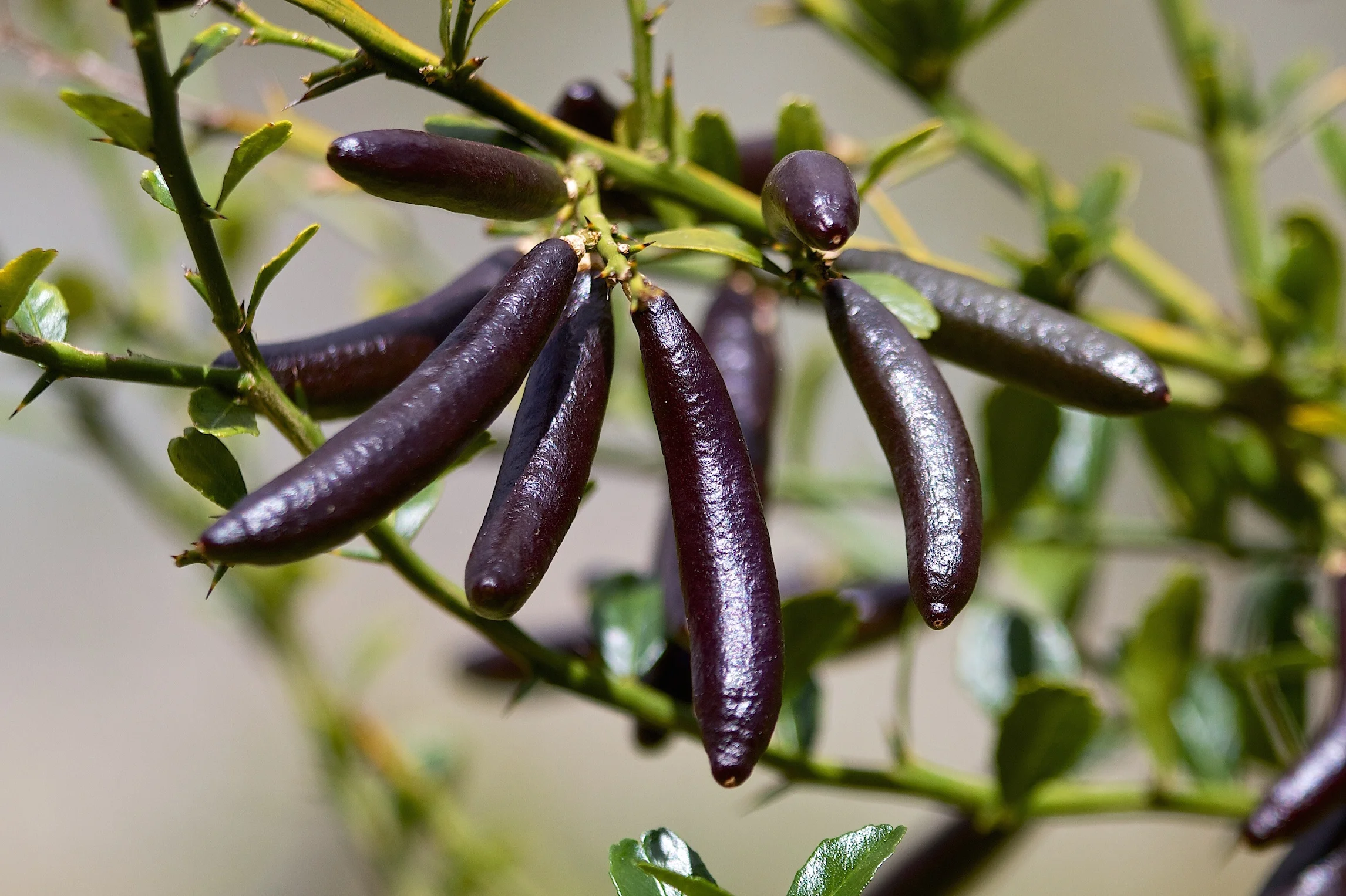 Finger lime fruit
