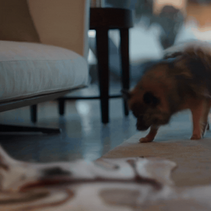 Jemena melt GIF 2.gif