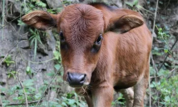 cow.jpg