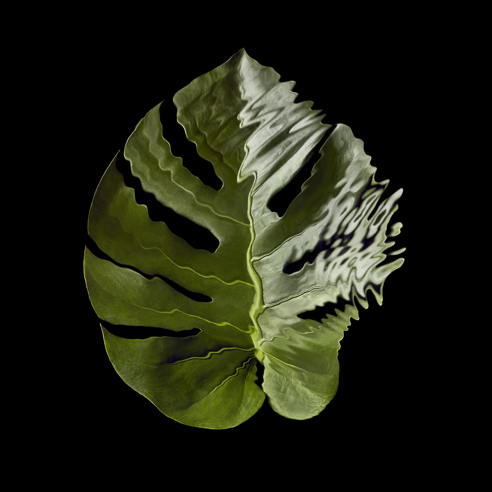 tropical-rainforest-leaves-rippled-distorted-still-life-photographer-london-paris-new-york-1-cheese-leaf.jpg