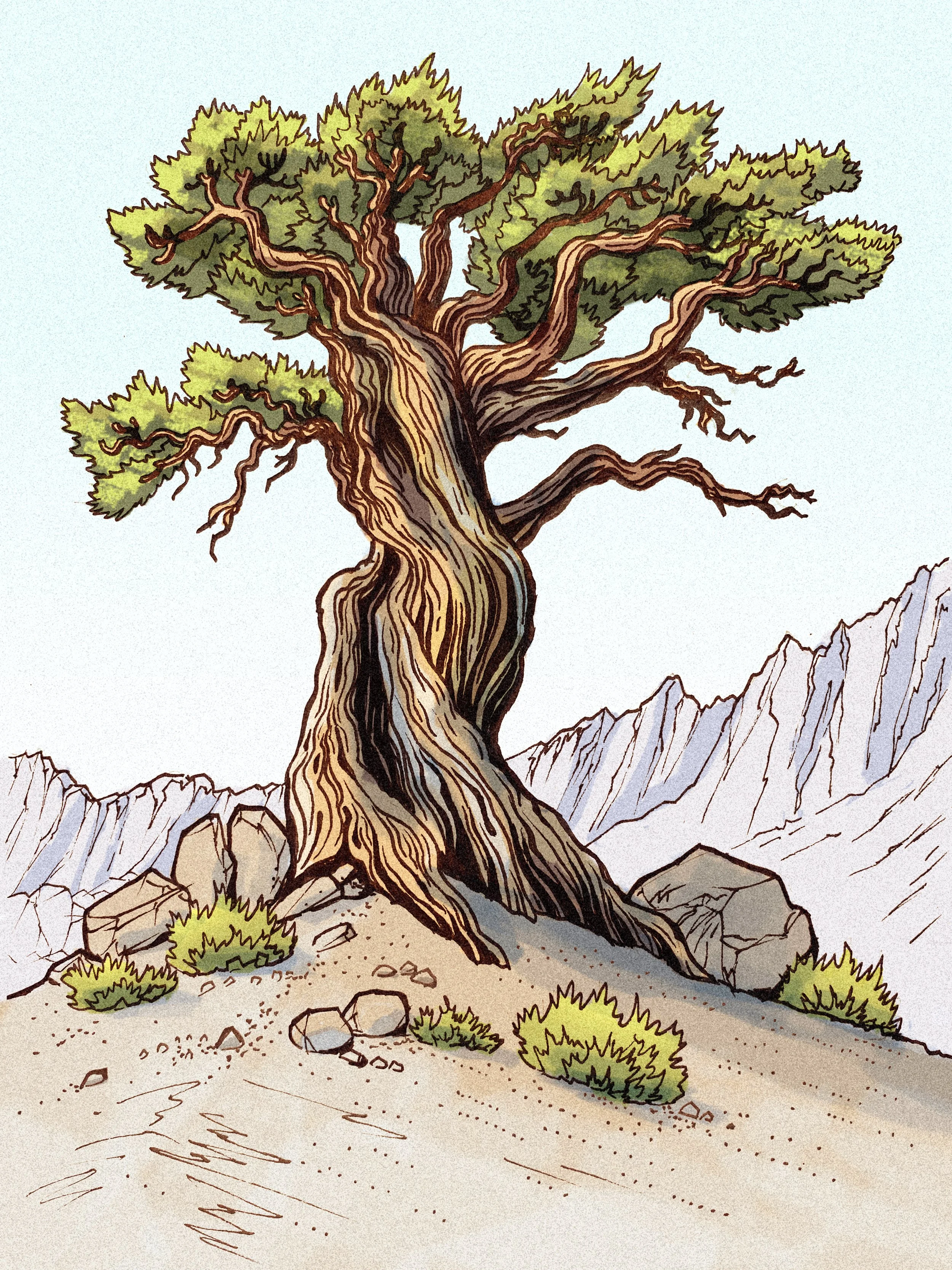 ancient-tree-1.jpg
