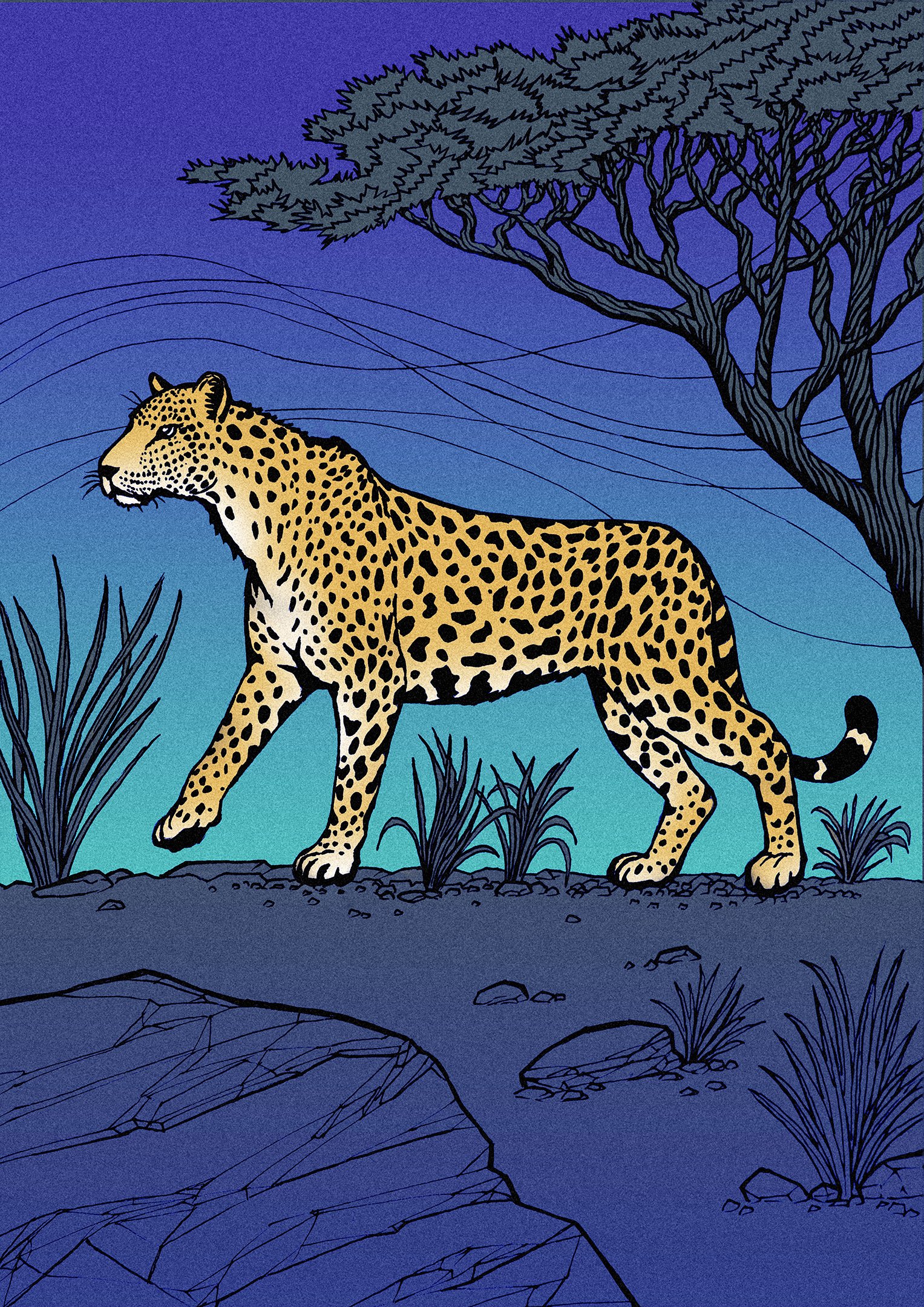 jaguar-illustration-blue-drawing-animal-artwork-sheffield-illustrator-creative-visual-artist-of-wild-animals-big-cat-leopard.jpg
