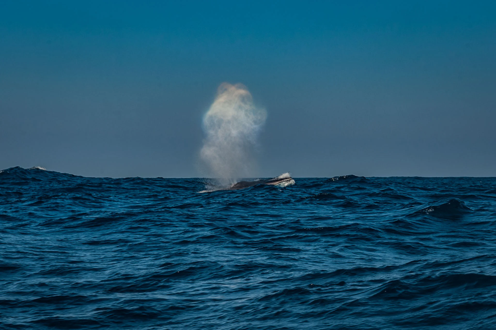 Fin Whale blow 5/7 times in quick succession- On their terminal (last) dive they arch their back high out of the water, but rarely raise their flukes out of the water. They then dive to depths of up to 470 metres. (Lampedusa, 2017)