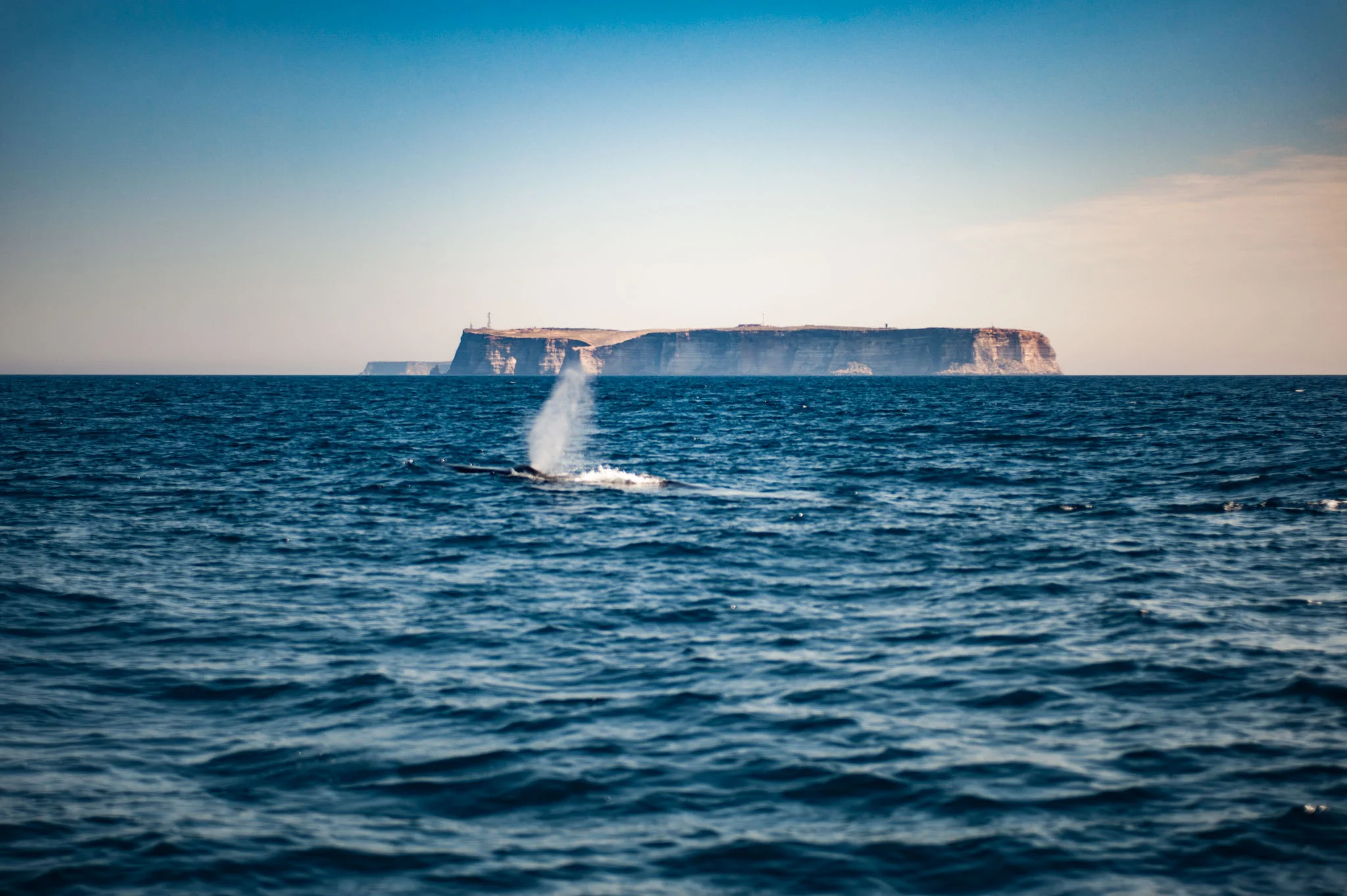 A Fin Whale in front of Lampedusa Island. (Lampedusa, 2017/