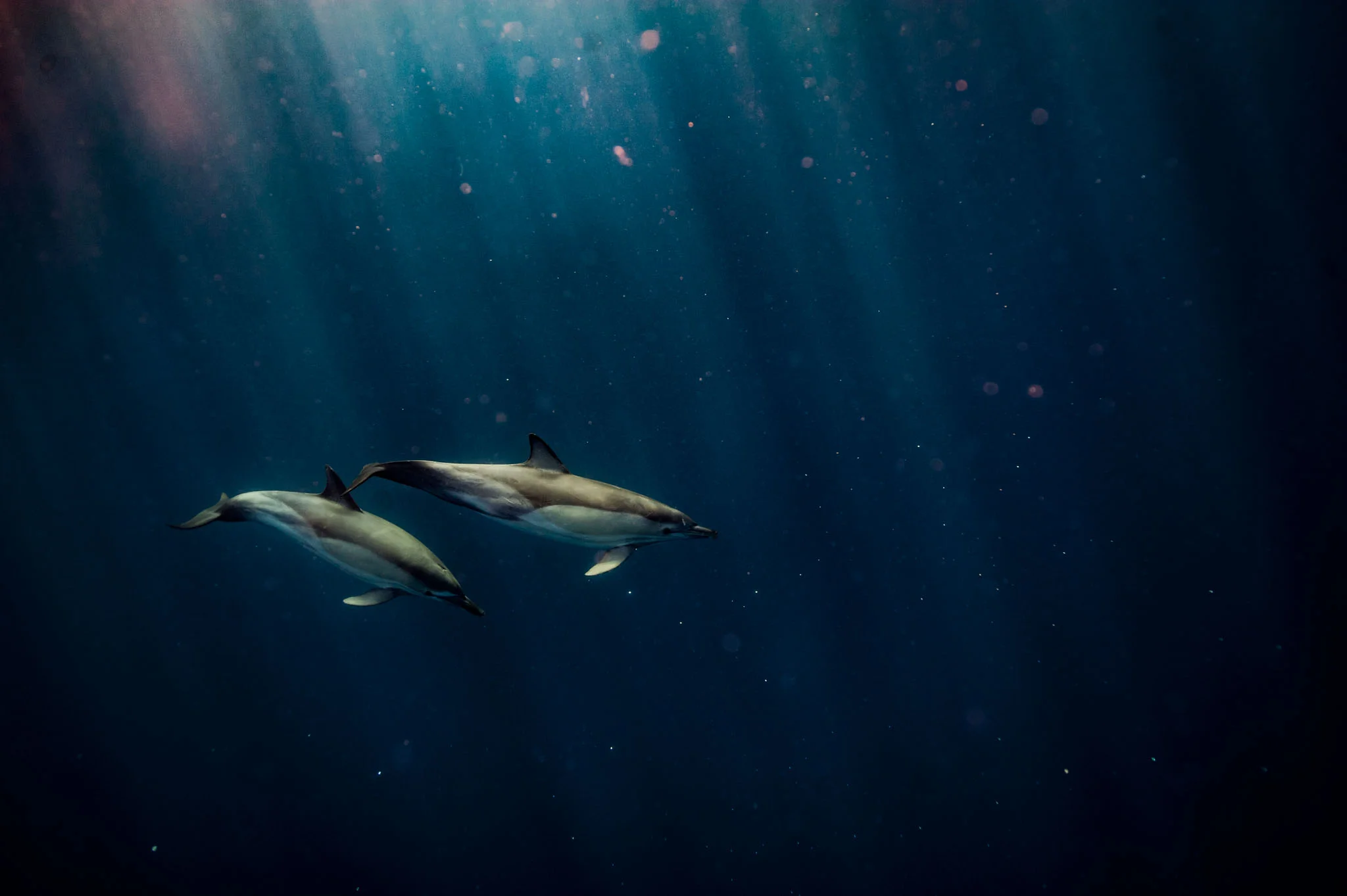 Common Dolphins (Lampedusa, 2017)