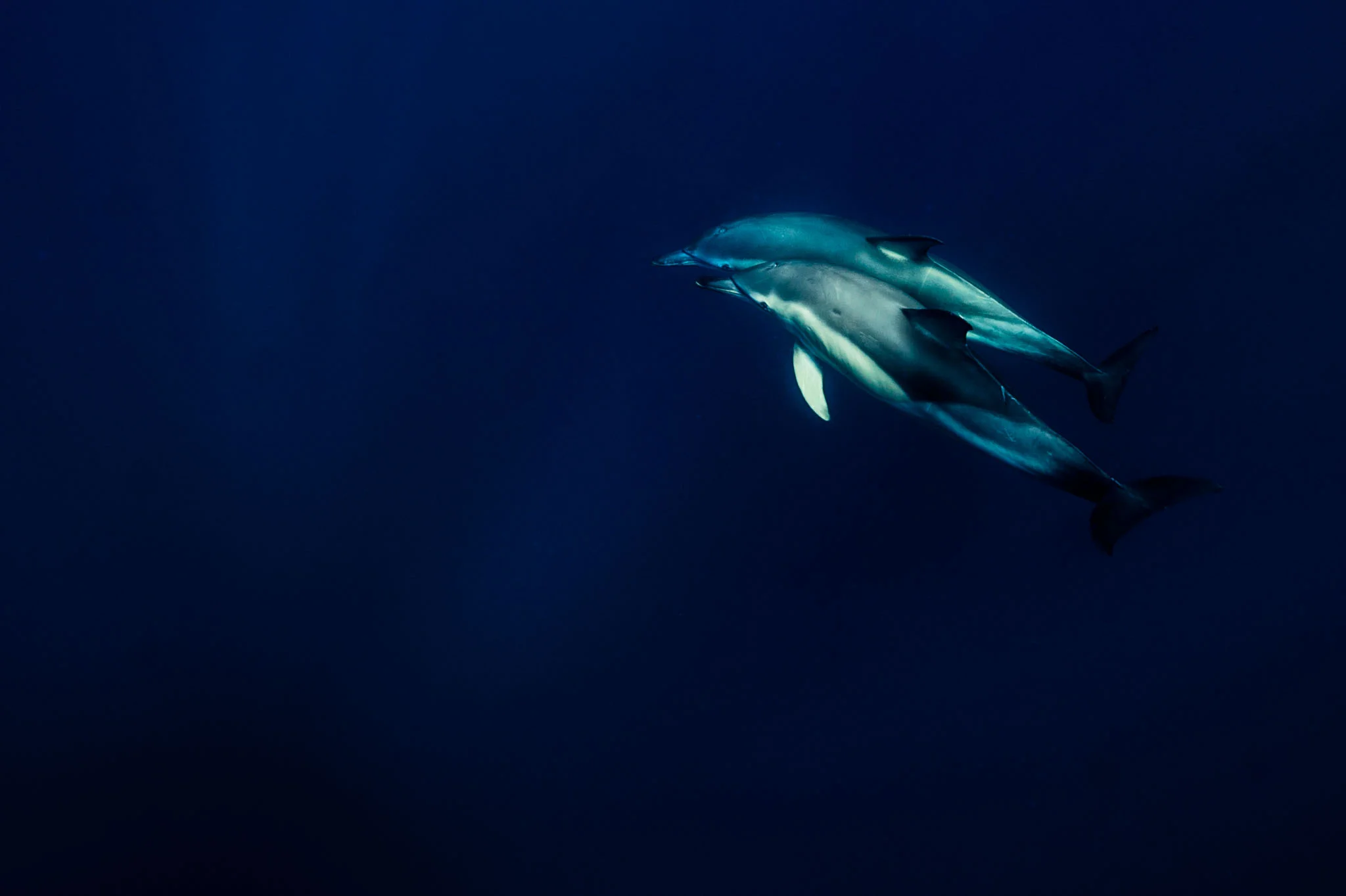 Common Dolphins (Lampedusa, 2017)