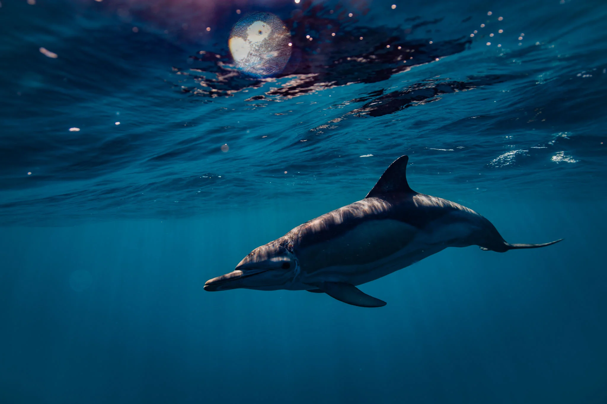 Common Dolphin (Lampedusa, 2017)