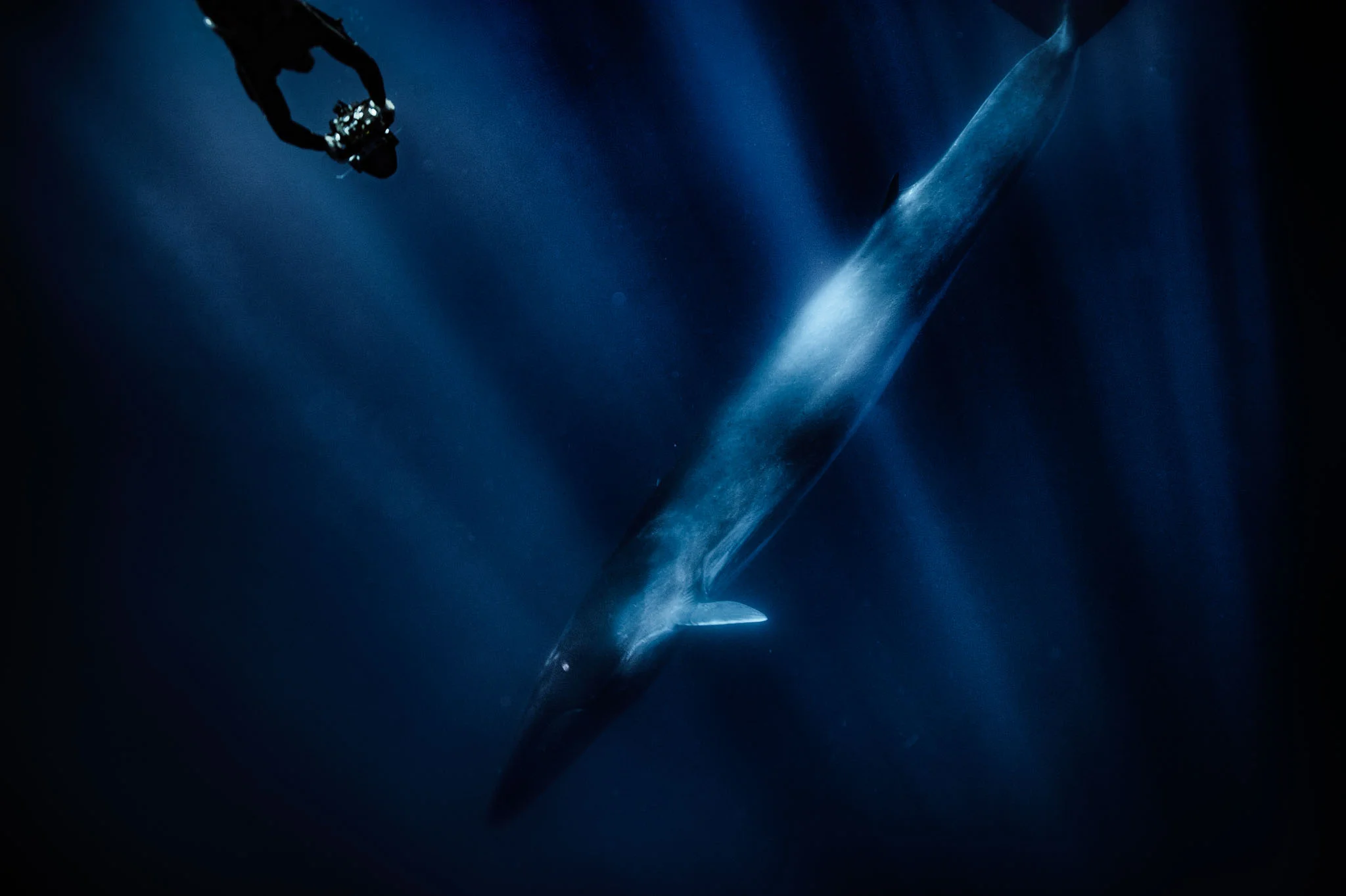 A fIn whale (Balaenoptera physalus) while filming a documentary , Sicily, Italy. 2017