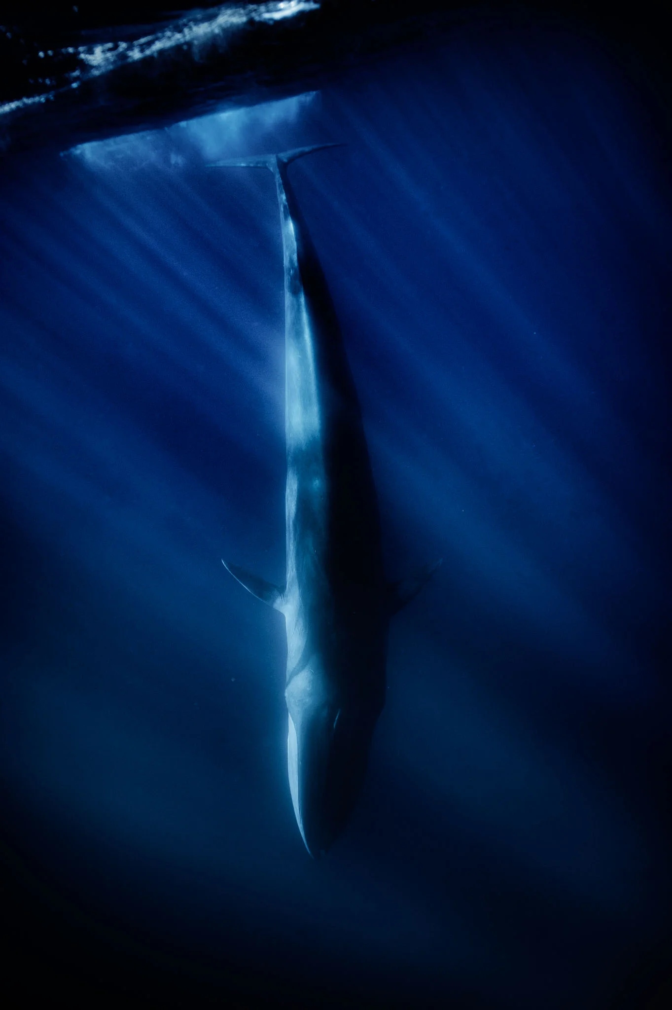 A fIn whale (Balaenoptera physalus) plunging near Lampedusa. It is the second largest animal after the blue whale. The largest reportedly grow to 27.3m. Sicily, Italy. 2017