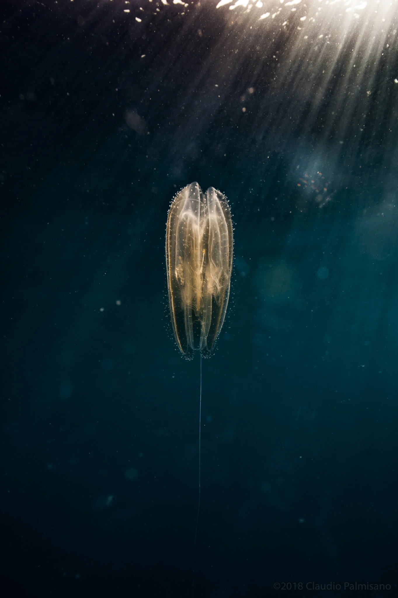 Ctenophora (Lampedusa 2018)