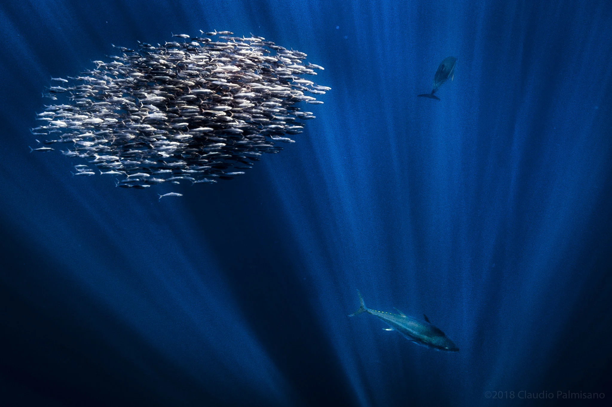 Sarindella Aurita Bait Ball, command dolphin and a yellowfin tuna (Lampedusa 2018)