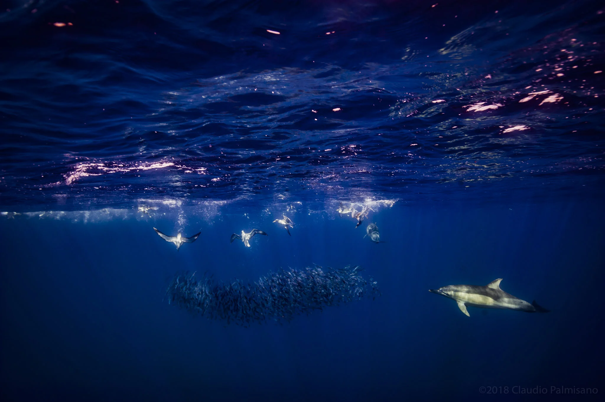 Sardinella Aurita Bait Ball hunted by a common dolphin and shearwaters (Lampedusa 2018)