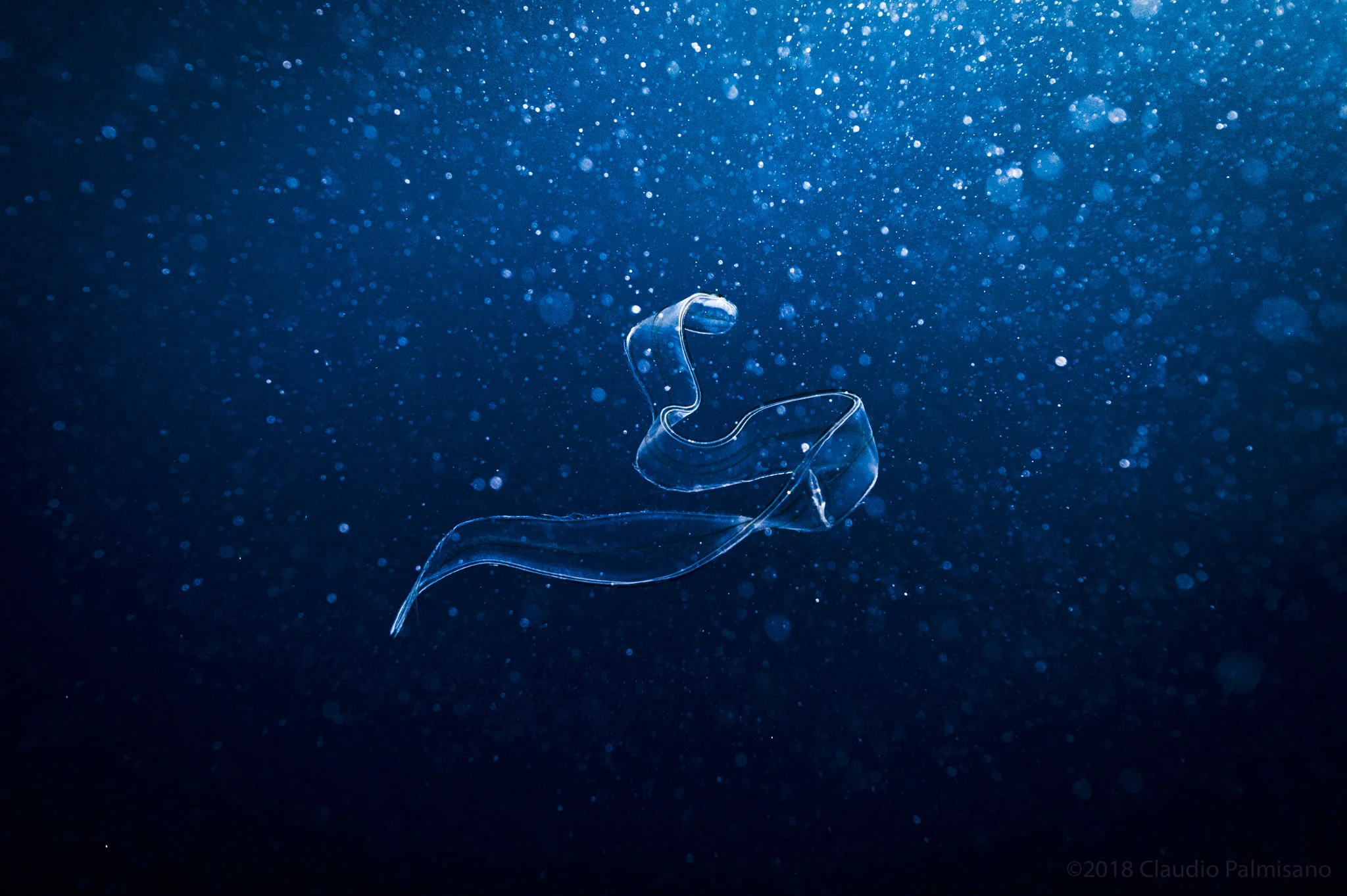 Cestum Veneris (Lampedusa 2018)