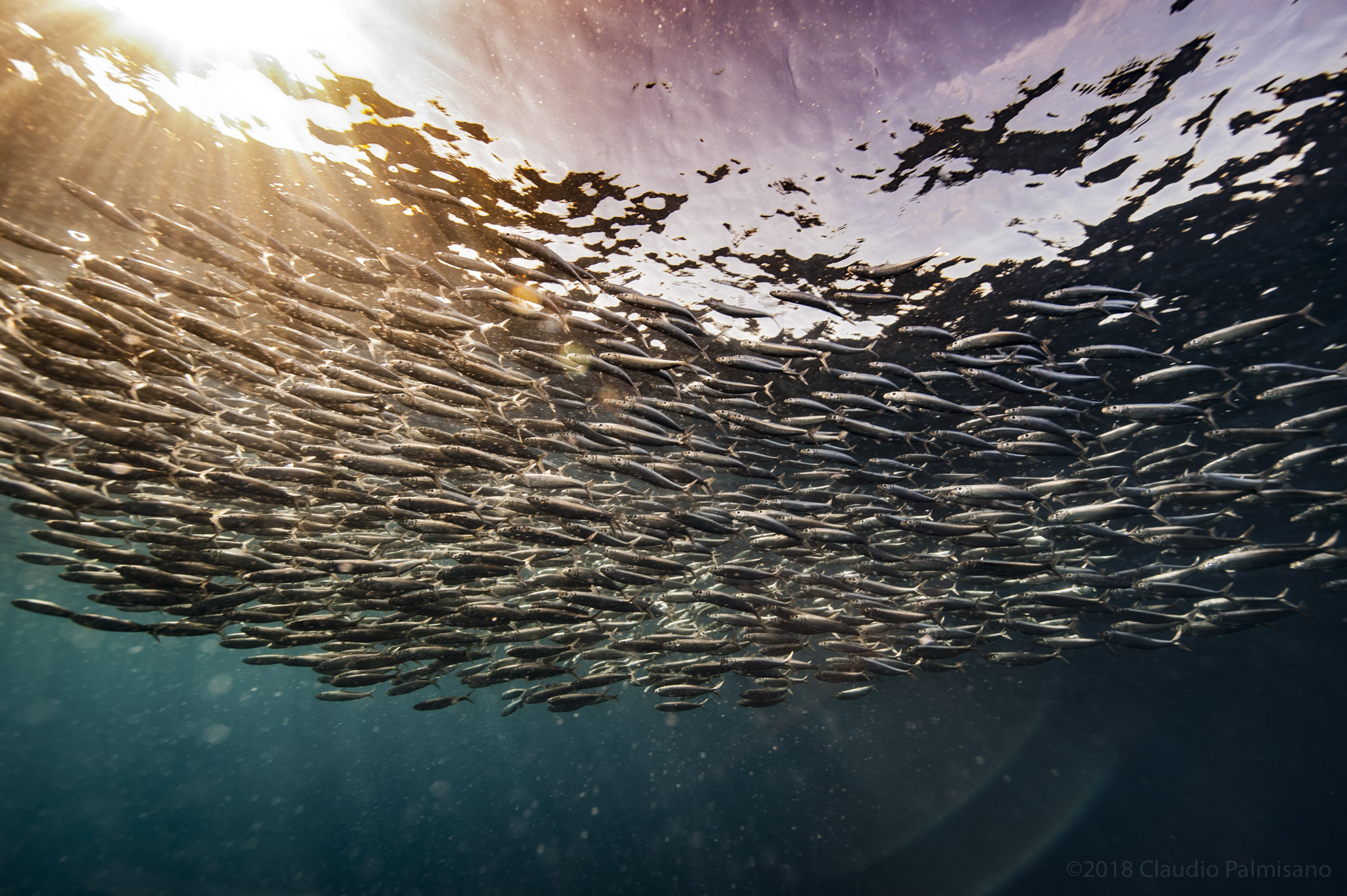 Sardinella Aurita (Lampedusa 2018)