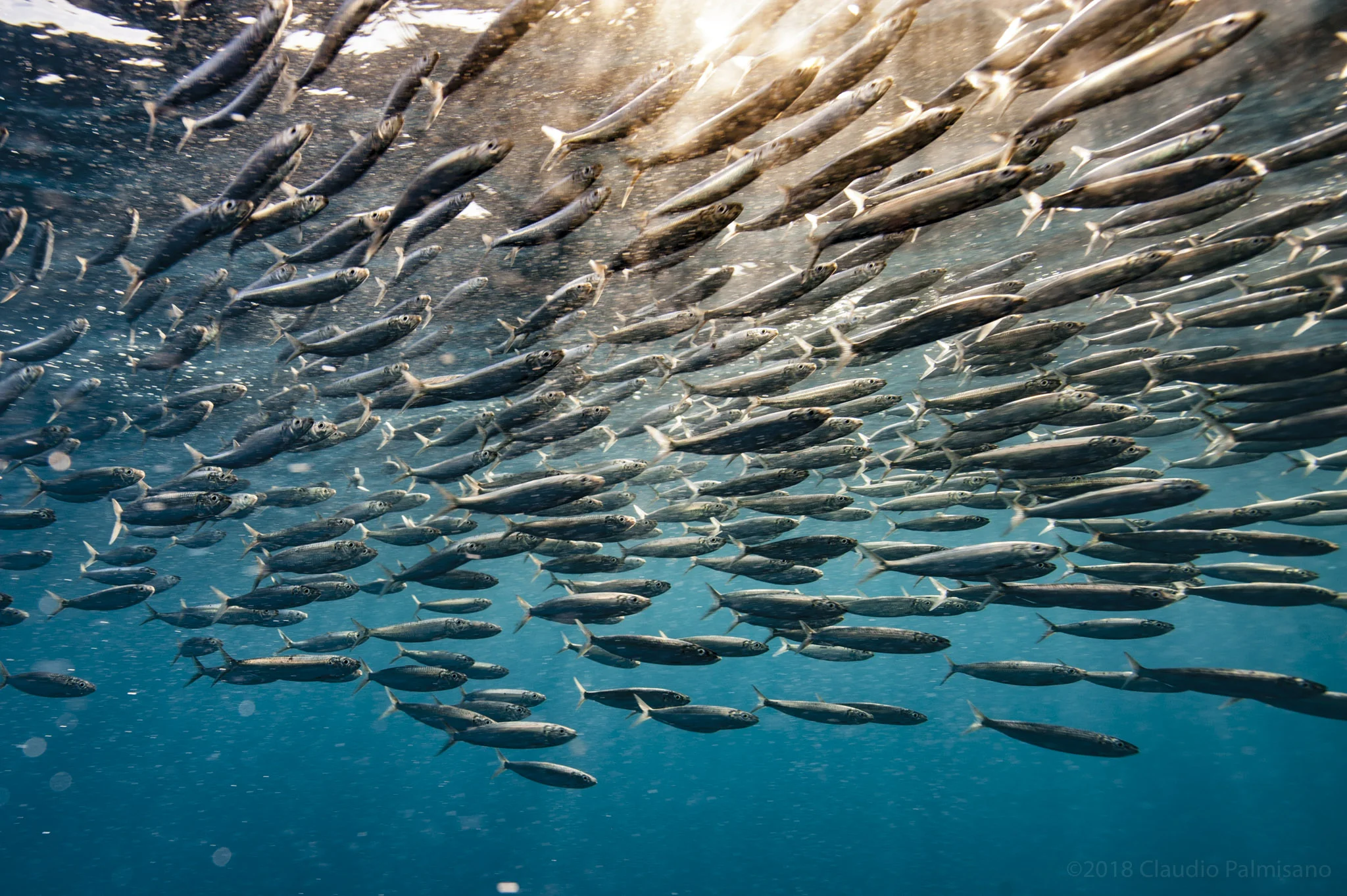 Sardinella Aurita (Lampedusa 2018)
