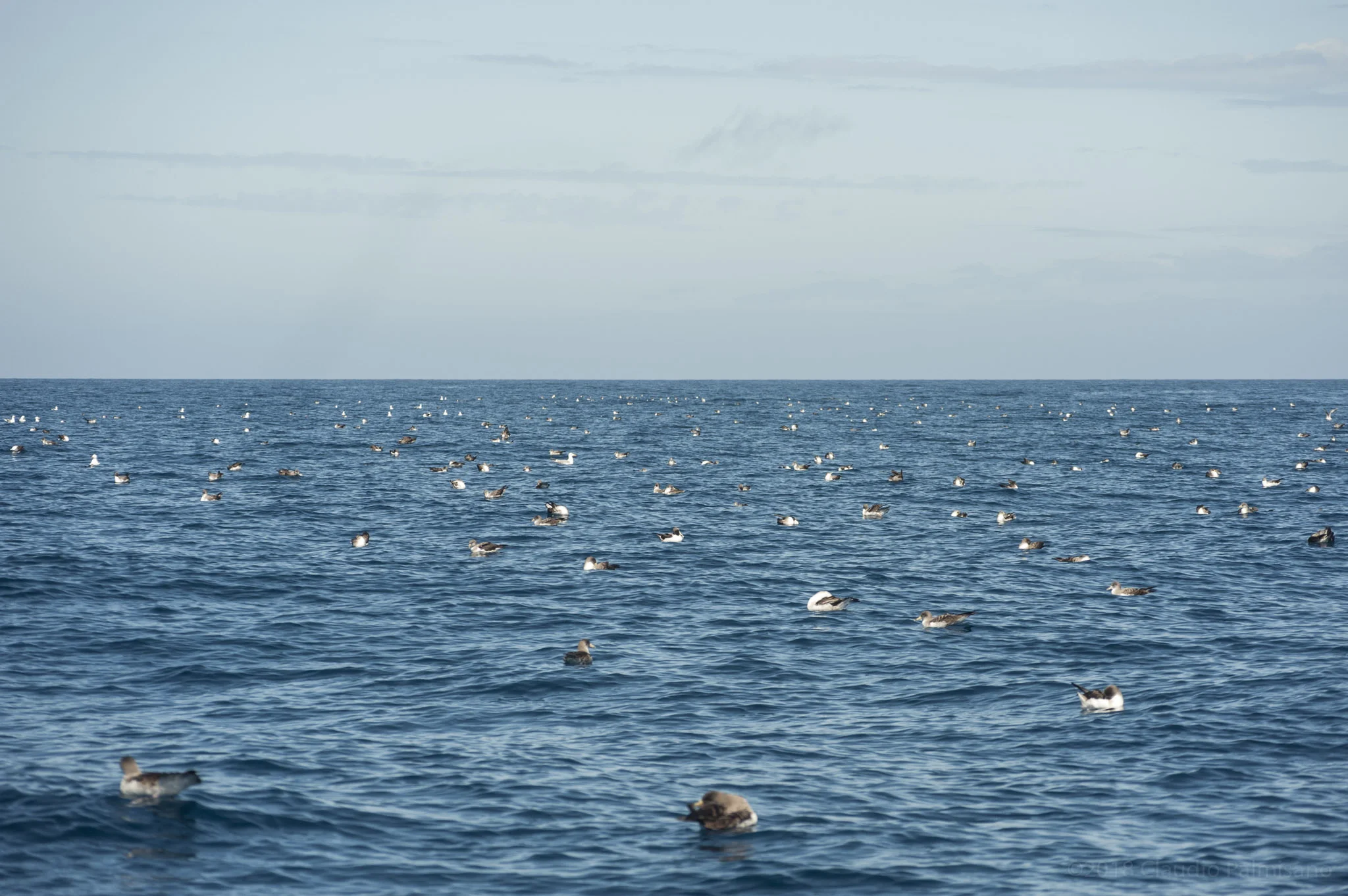 Scopoli's Shearwaters (Calonectris diomedea) (Lampedusa 2018)