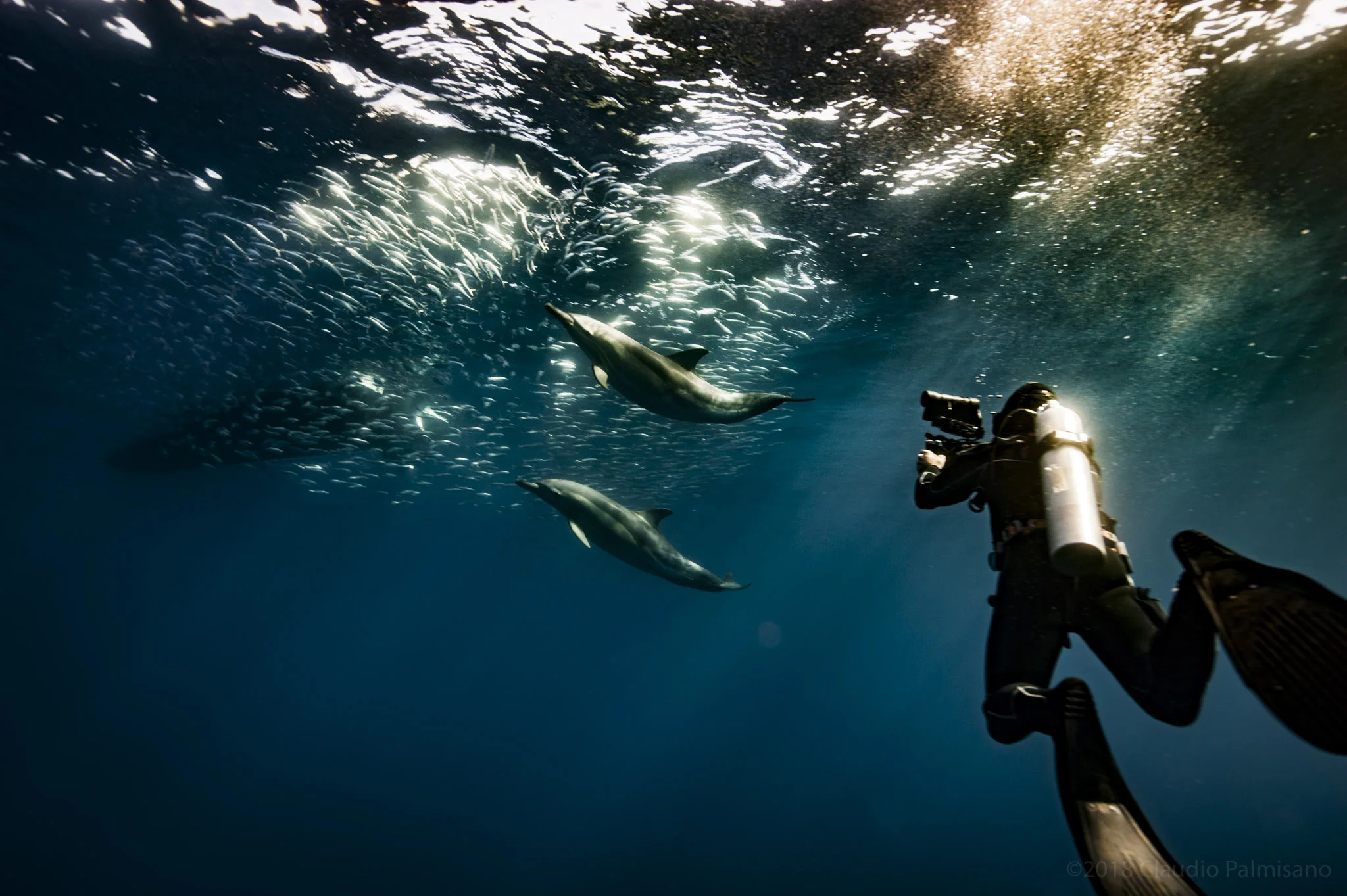 A documentarist while filming Common Dolphins hunting Sardinella Aurita (Lampedusa 2018)