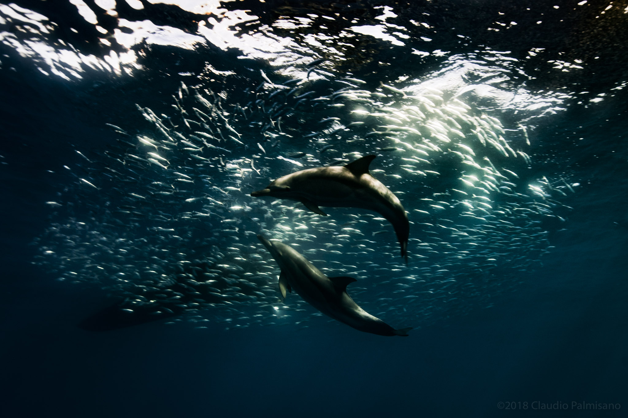 Common Dolphins hunting Sardinella Aurita (Lampedusa 2018)