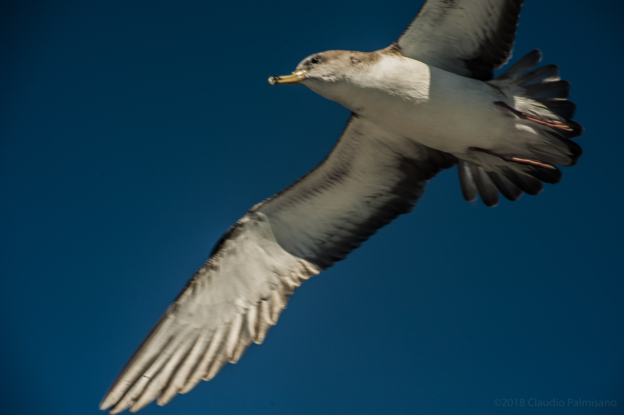 Scopoli's Shearwaters (Calonectris diomedea) (Lampedusa 2018)