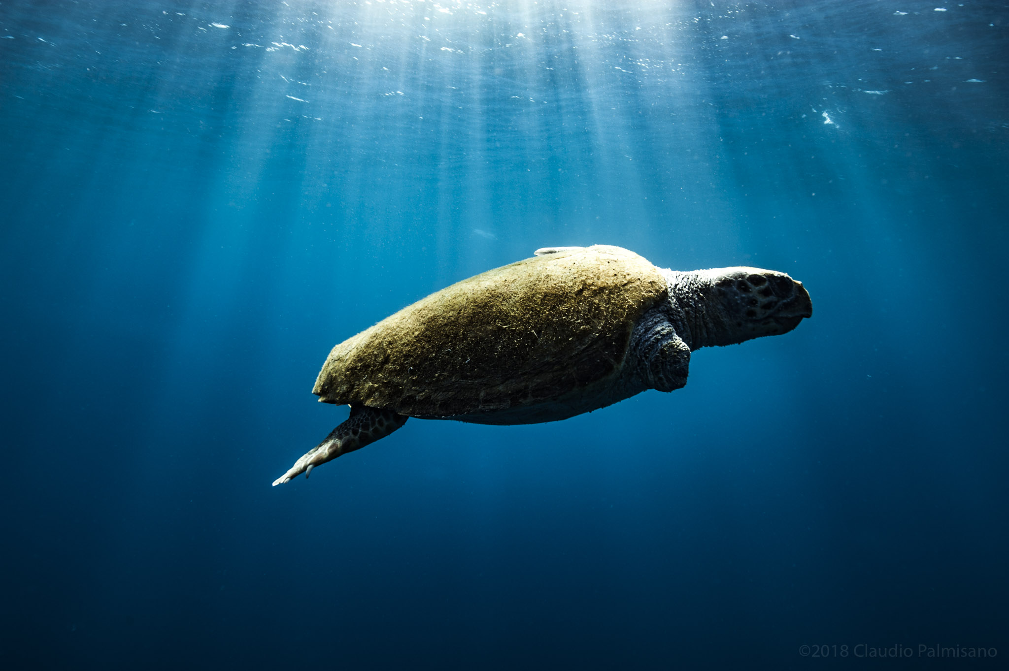 a wounded loggerhead sea turtle (Caretta caretta) (Lampedusa 2018)