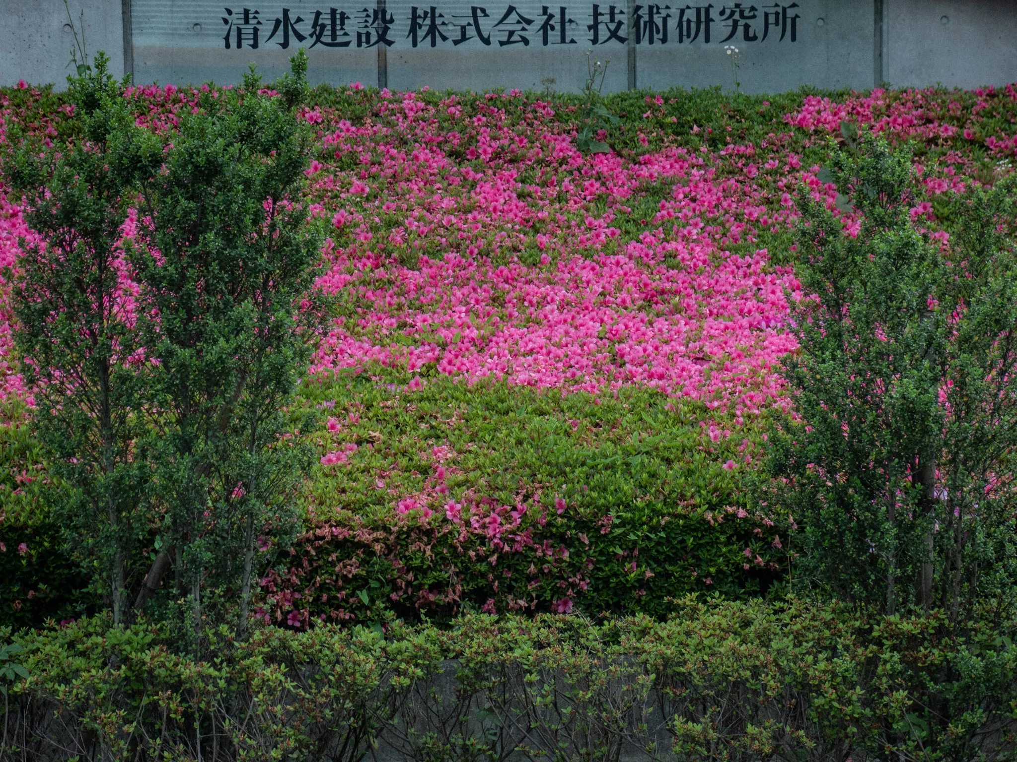 IMG_4178.jpg