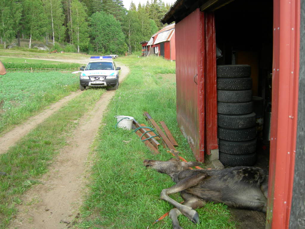 Polisyrket är sådant att man inte riktigt vet vad man ska råka ut för. En självdöd älg utanför Borås kändes som det skulle ta länge till innan man skulle få ett liknande uppdrag...