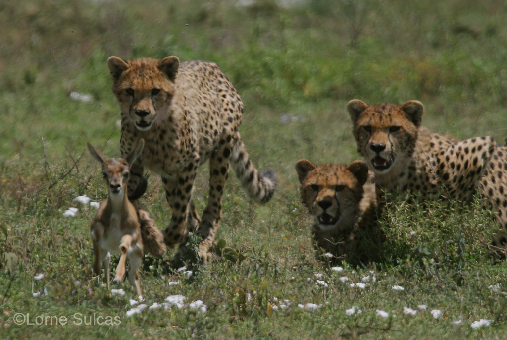 Cheetahs line up for the kill. Image supplied by Loren Sulcas .