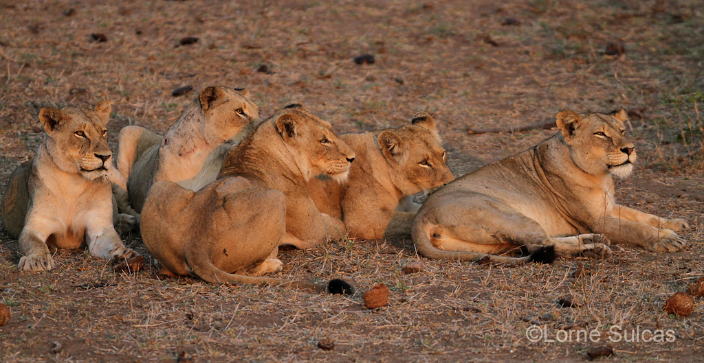 Lionesses rest before the night's hunt. Image supplied by Lorne Sulcas . 