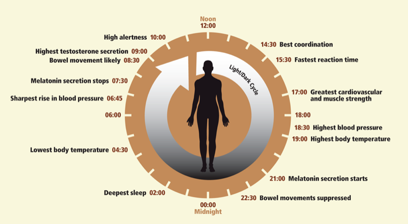 Circadian rhythms are physical, mental and behavioral changes that follow a roughly 24-hour cycle, responding primarily to light and darkness in an organism's environment.