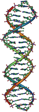 130px-DNA_Overview2.png