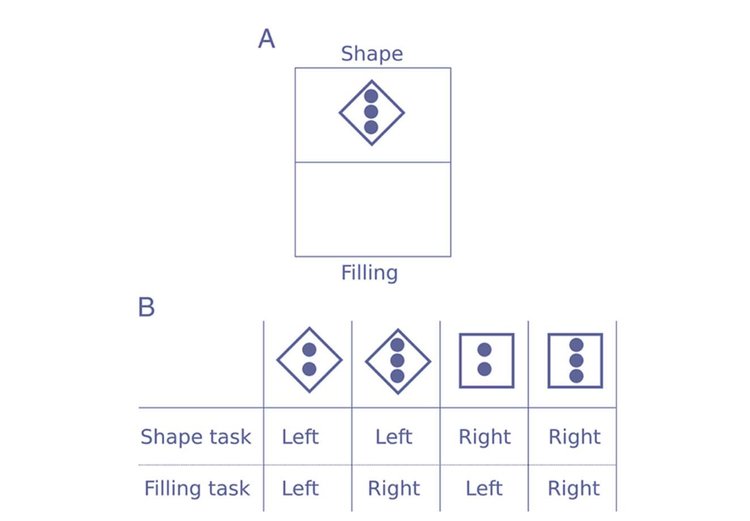 Schematic representation of the task-switching paradigm. Connor, 2013