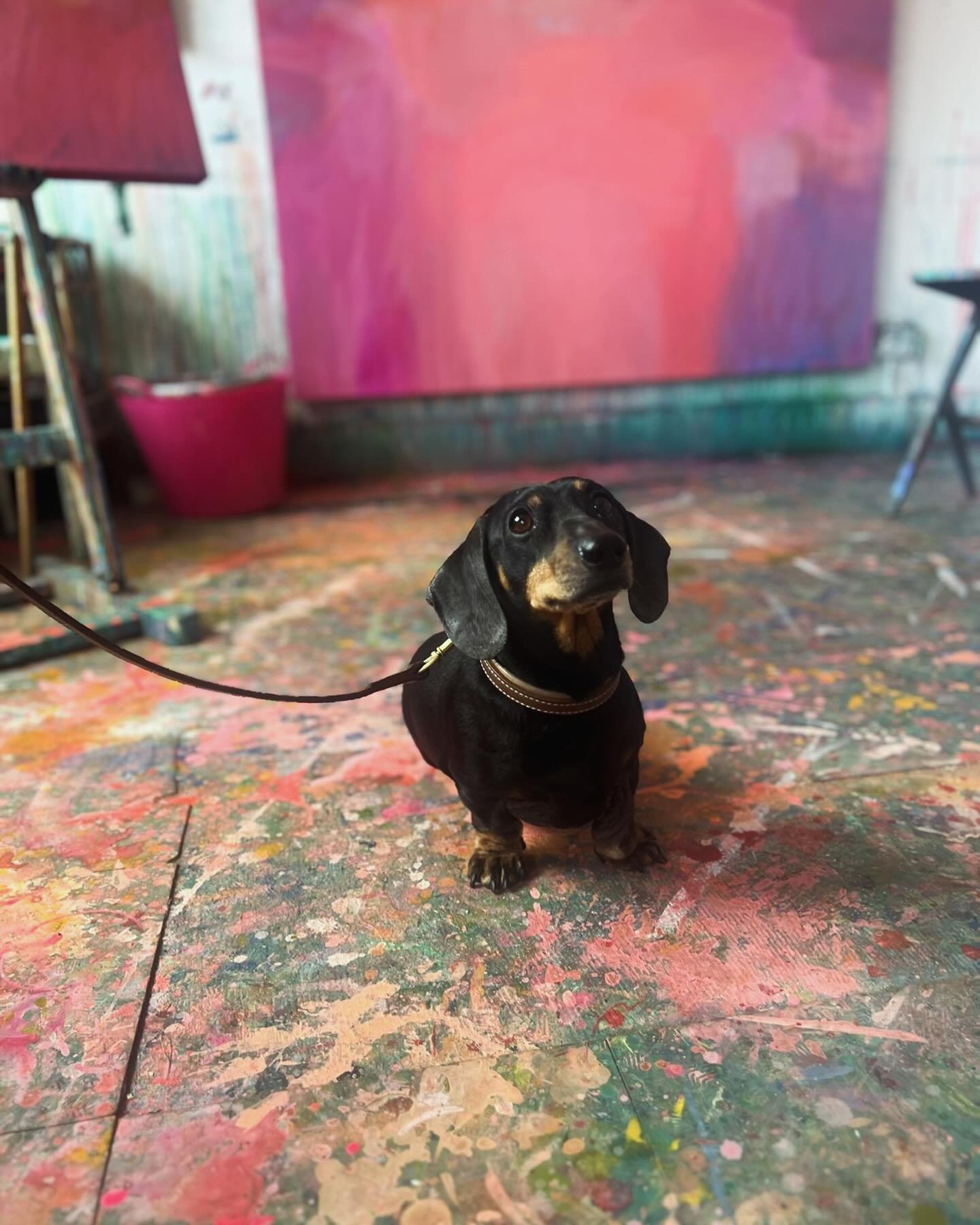 A Cute dog to grab your attention! Ha ! I grew up with a sausage dog called Tikka, so they have a special place in my heart ! 
&bull;
This is my studio floor which gets a lot of attention too! You can visit next month&hellip;the email is going out to