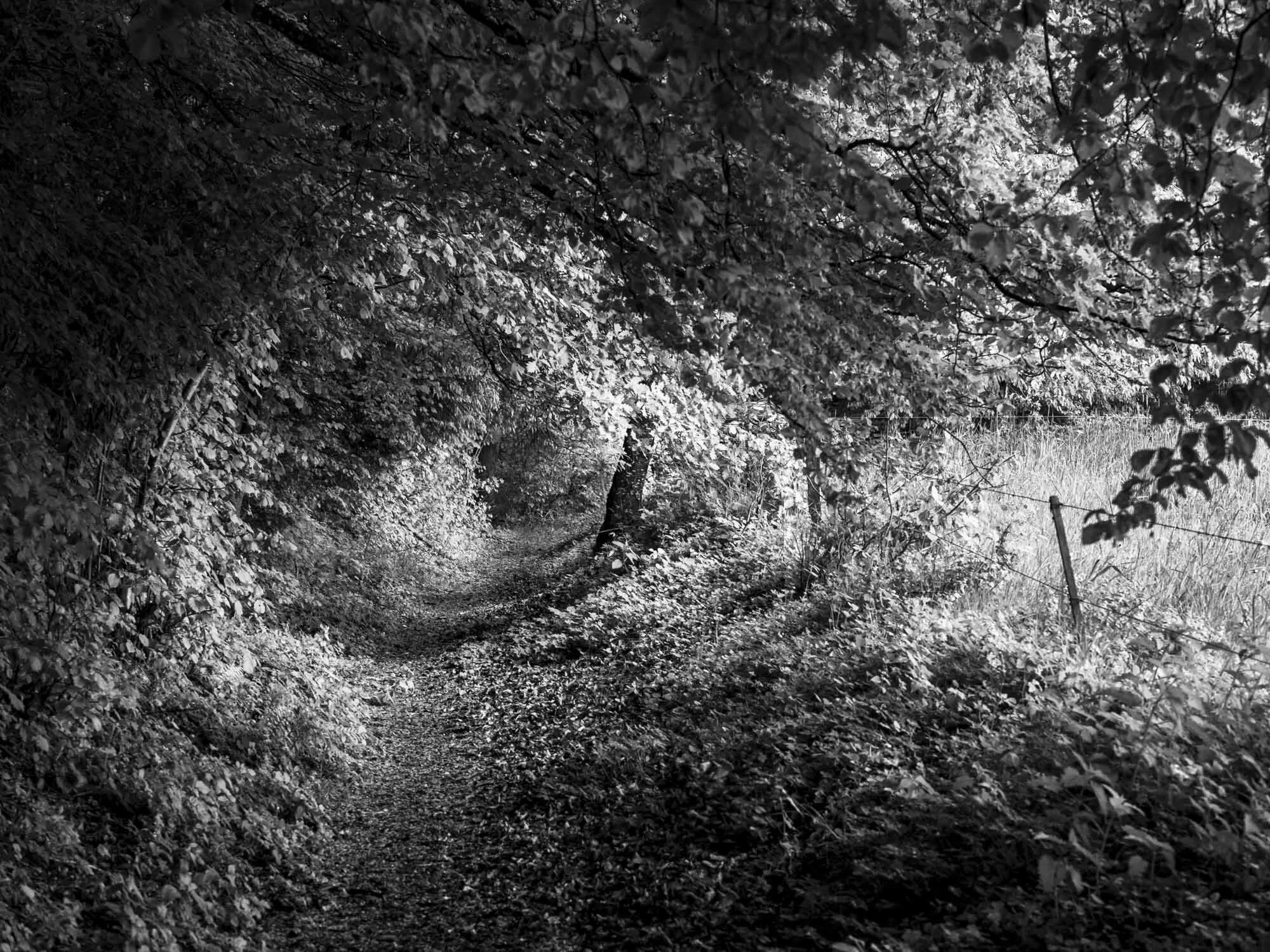 Chemin pédestre sous une voûte arborée aux alentours de Fribourg en Suisse