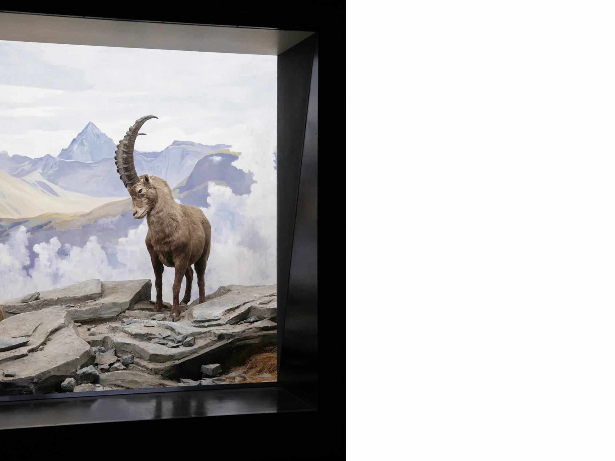 Steinbock in a window display at the museum of natural history in Bern Switzerland