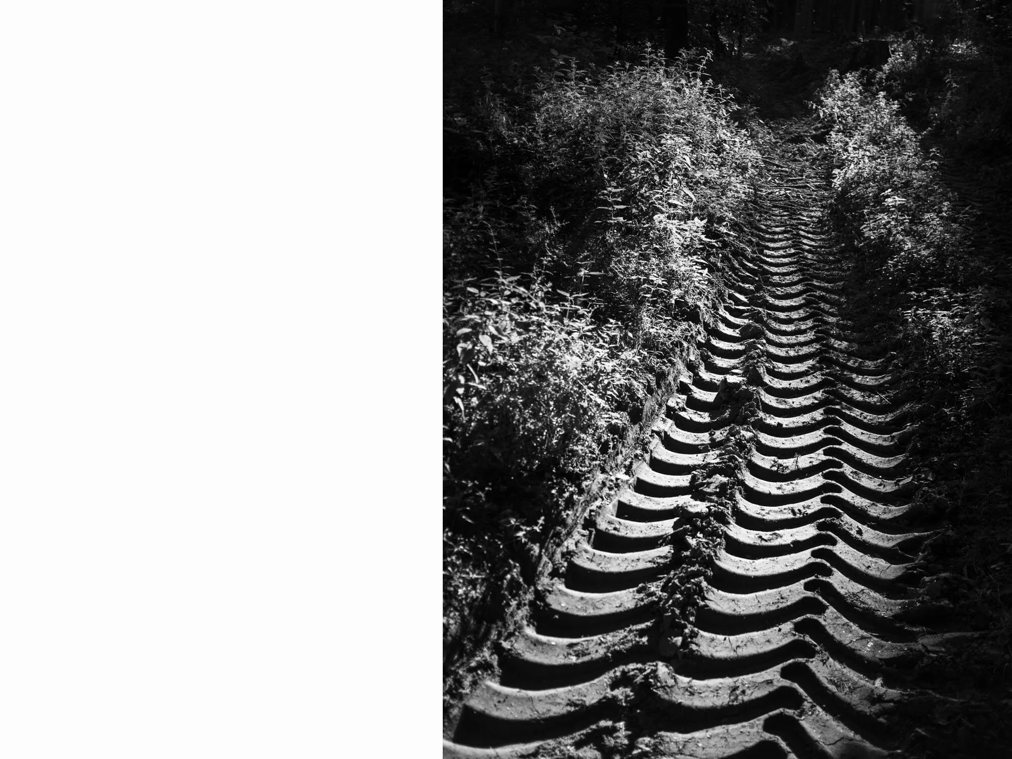 Empreinte roue tracteur pour travaux bûcheronnage dans forêt à Courtepin près Fribourg