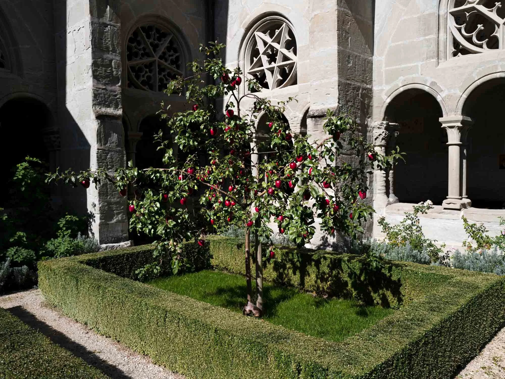 pommier dans le cloître d'une abbaye cistercienne symbolisant l'arbre de la connaissance du bien et du mal