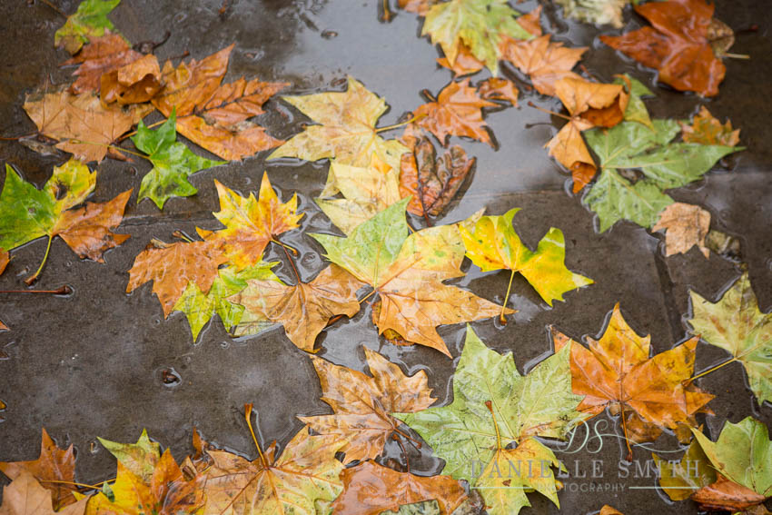 autumn leaves in a puddle at st pauls